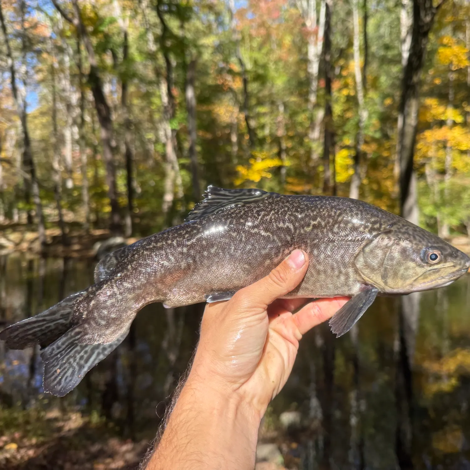 Tiger trout caught on Fishbrain