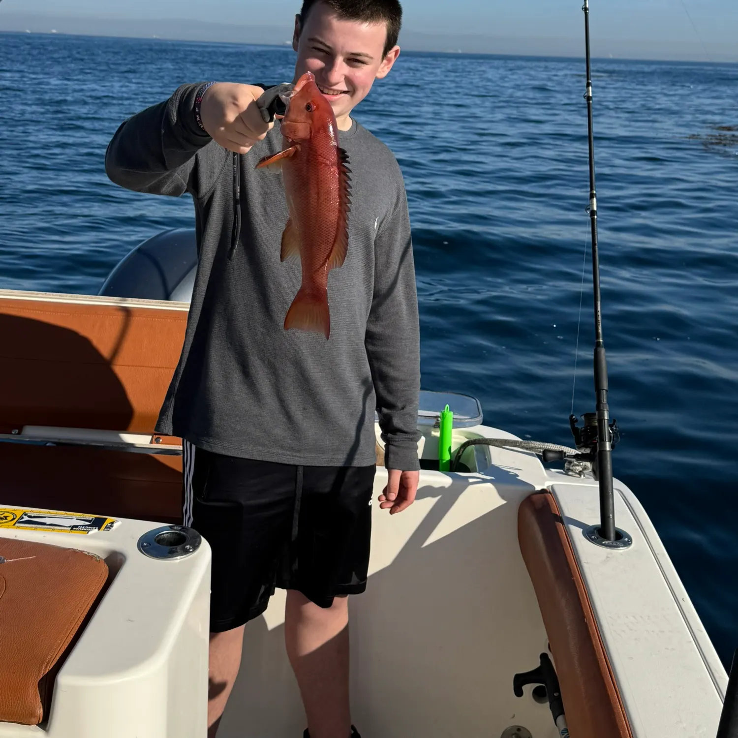 The most recent California sheephead catches on Fishbrain