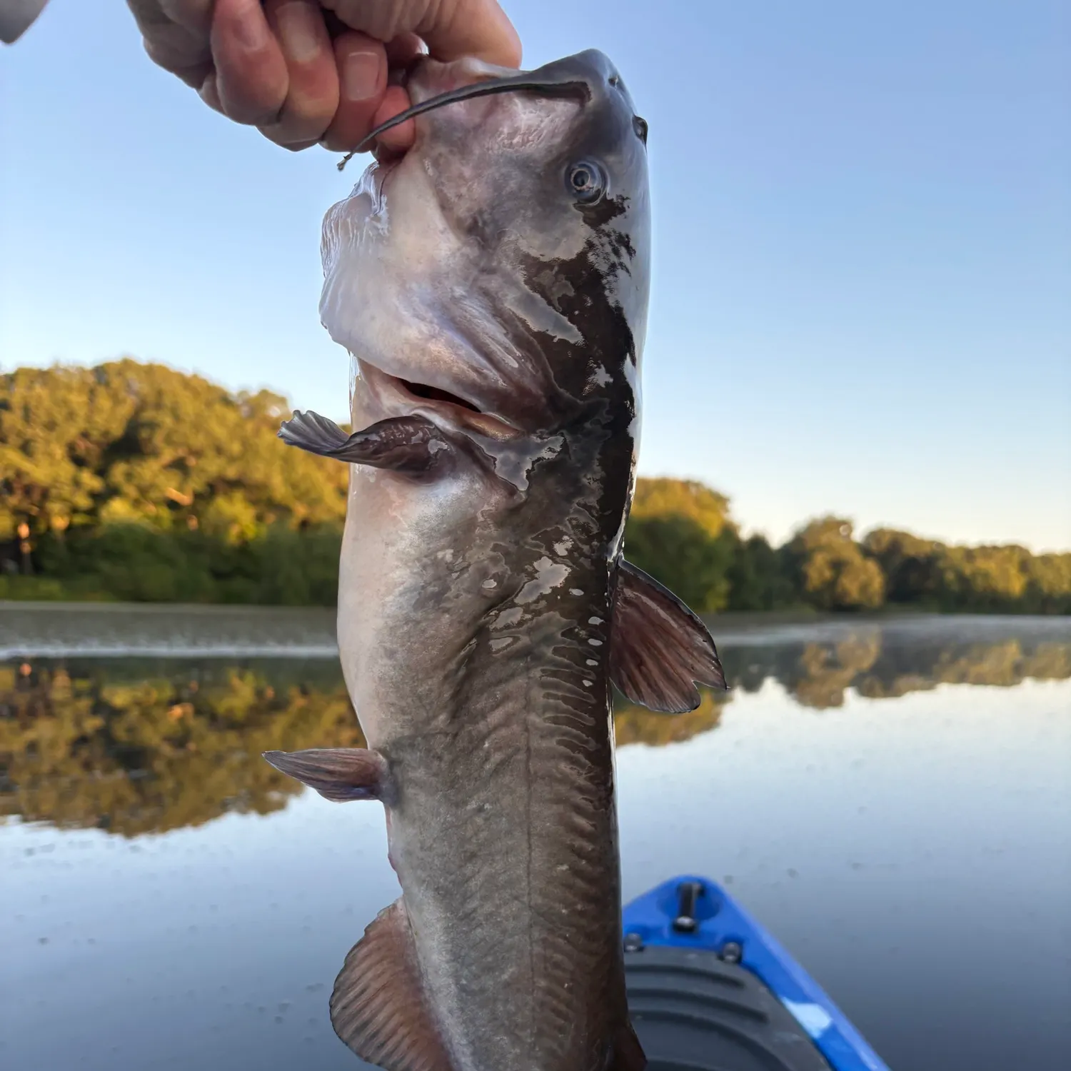 White bullhead caught on Fishbrain
