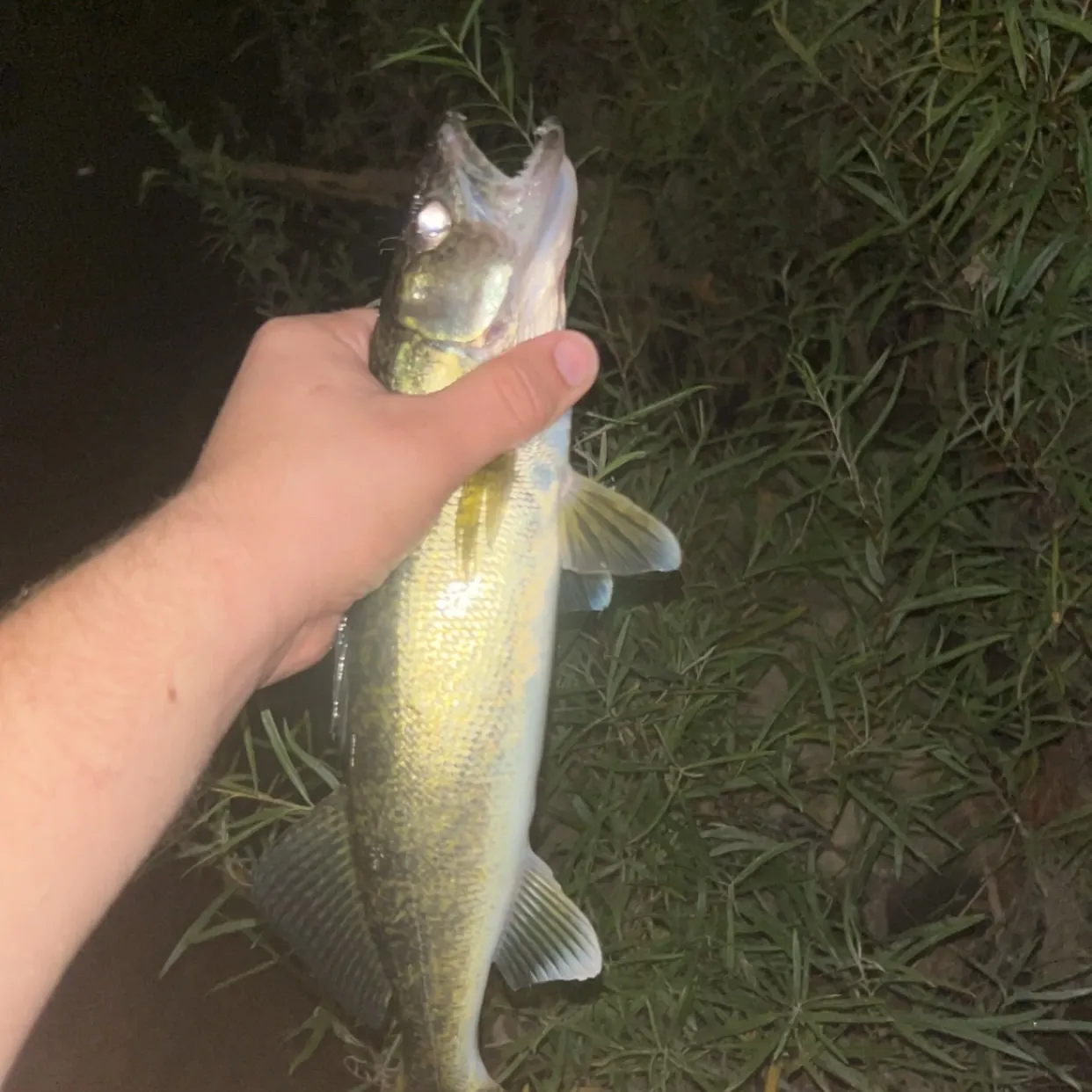 Walleye caught on Fishbrain