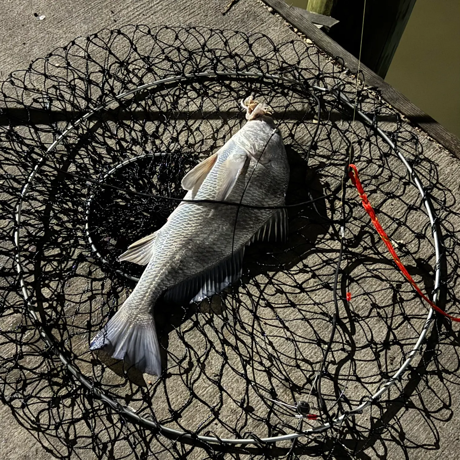 The most recent Black drum catches on Fishbrain