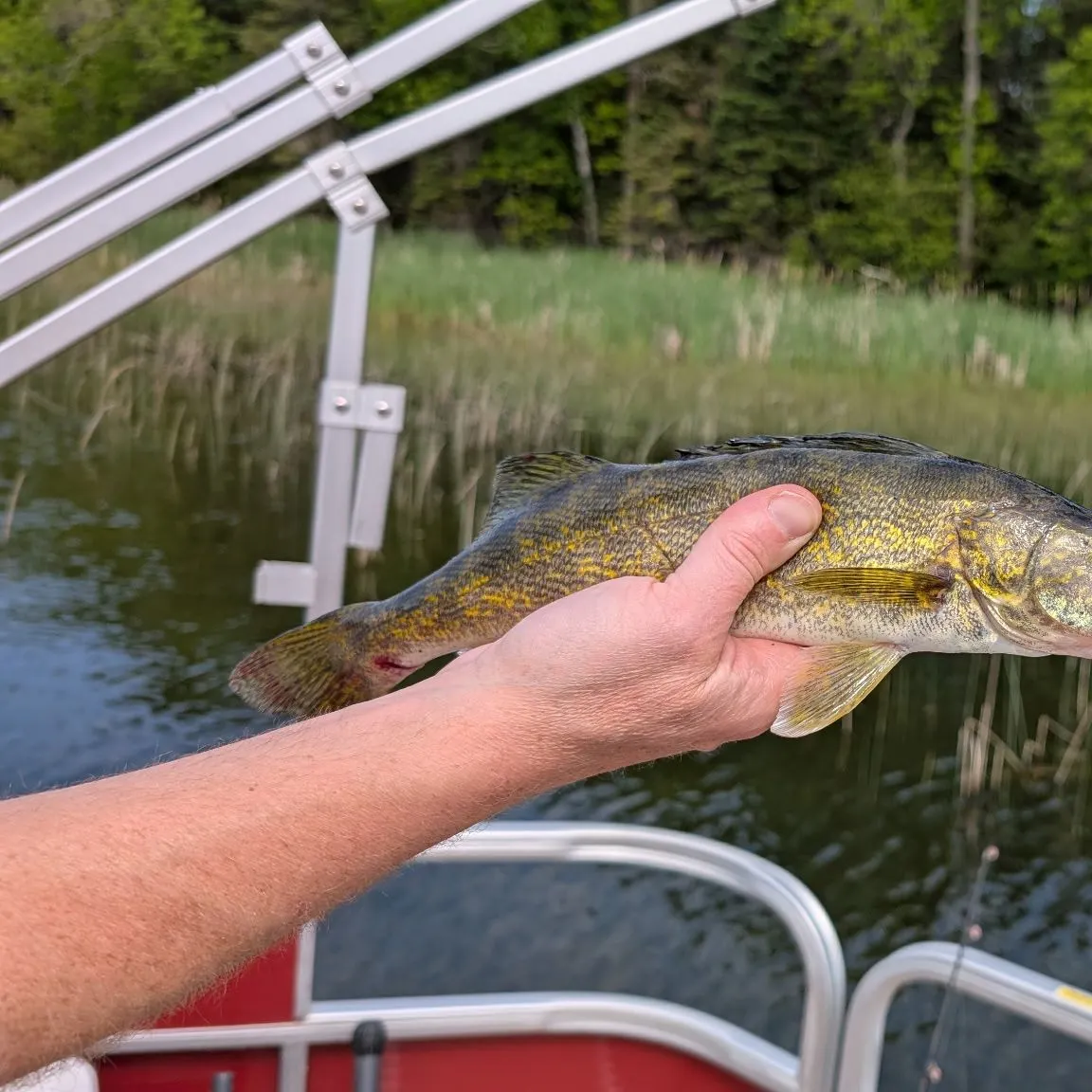 Walleye caught on Fishbrain