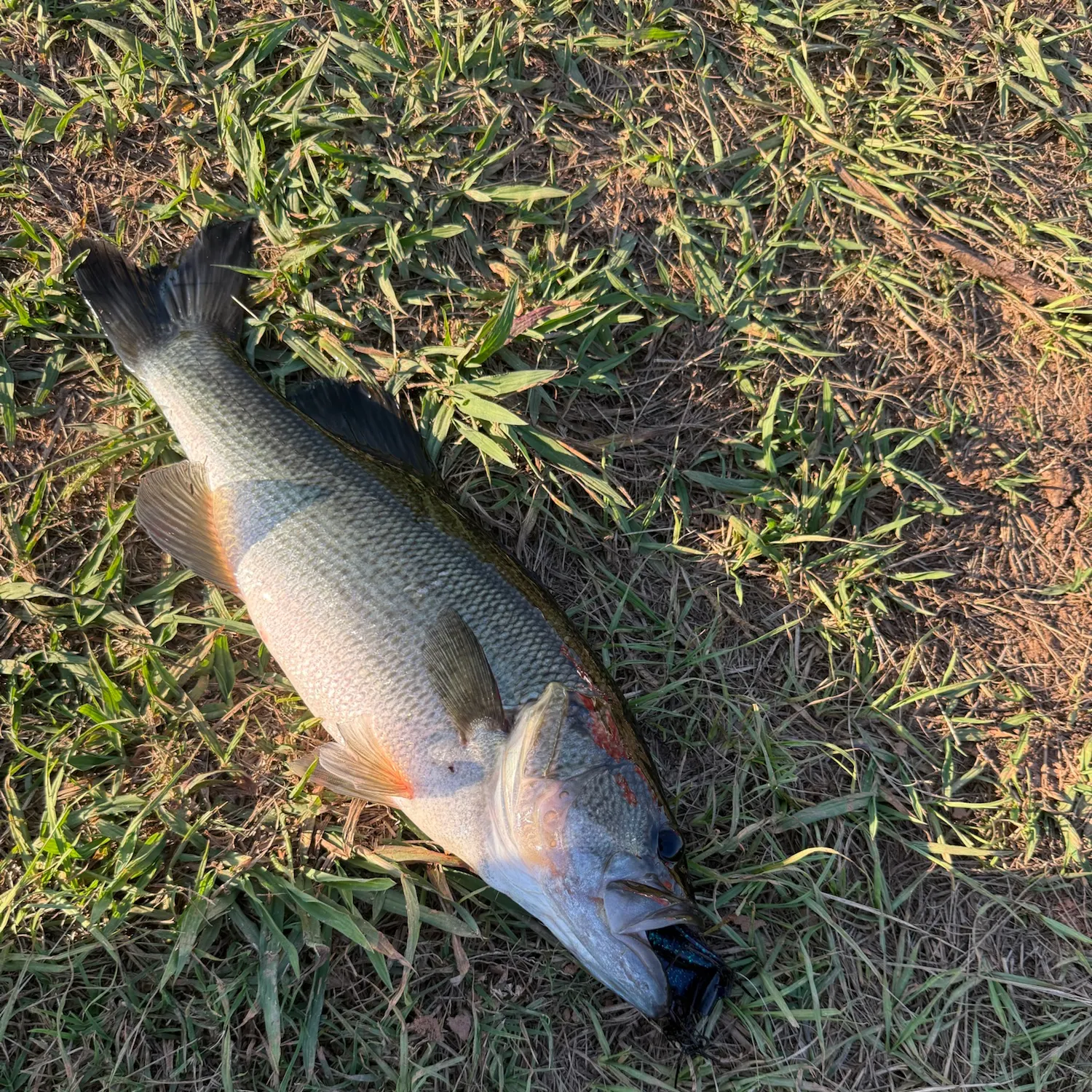 Spotted bass caught on Fishbrain