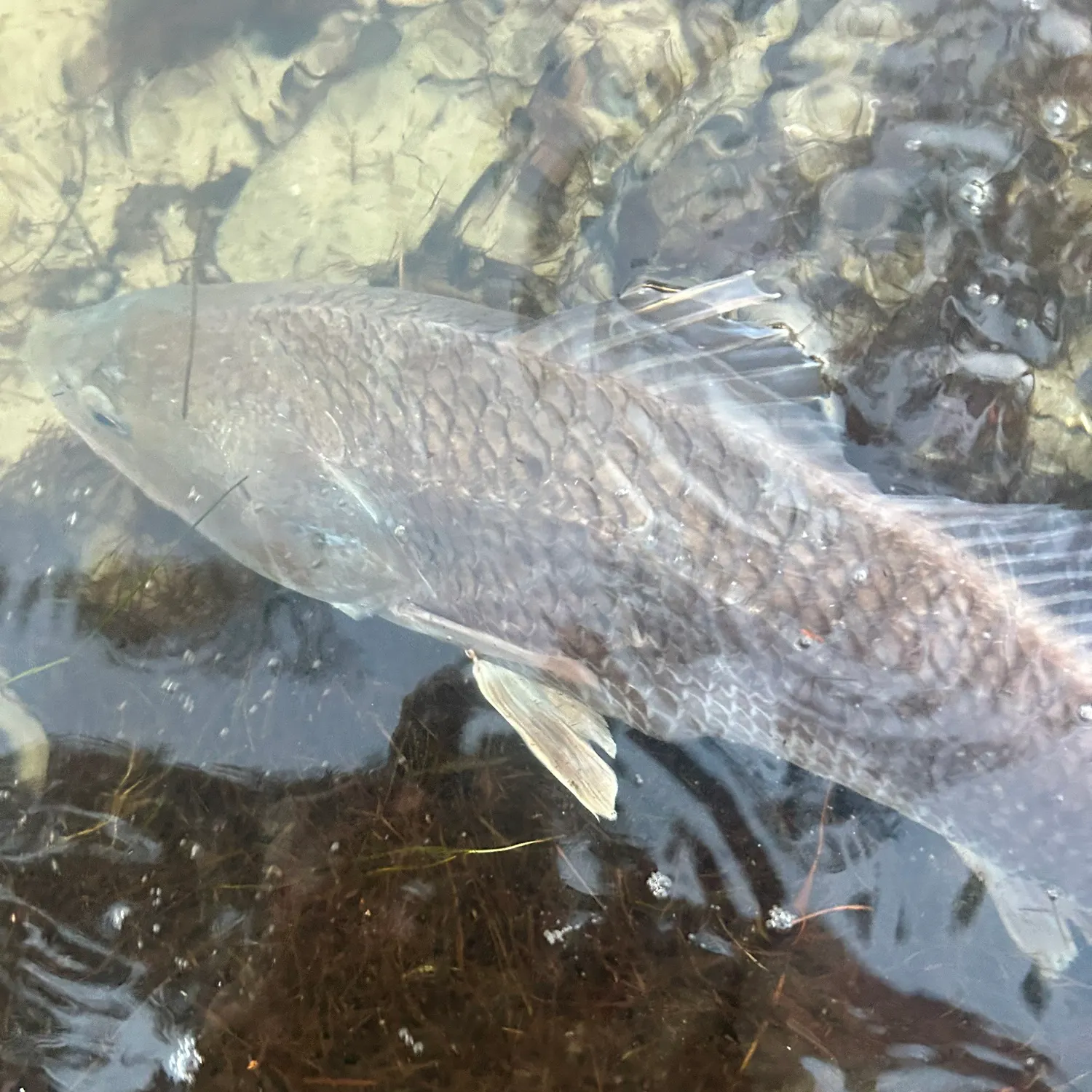 Red drum caught on Fishbrain