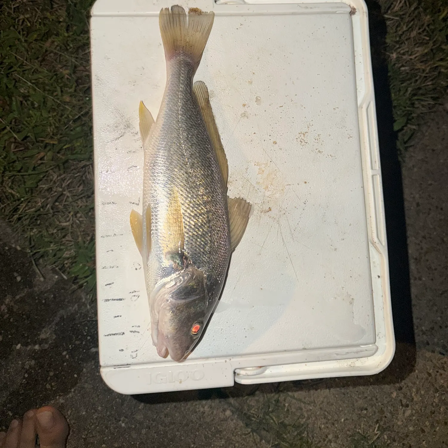 Atlantic croaker caught on Fishbrain