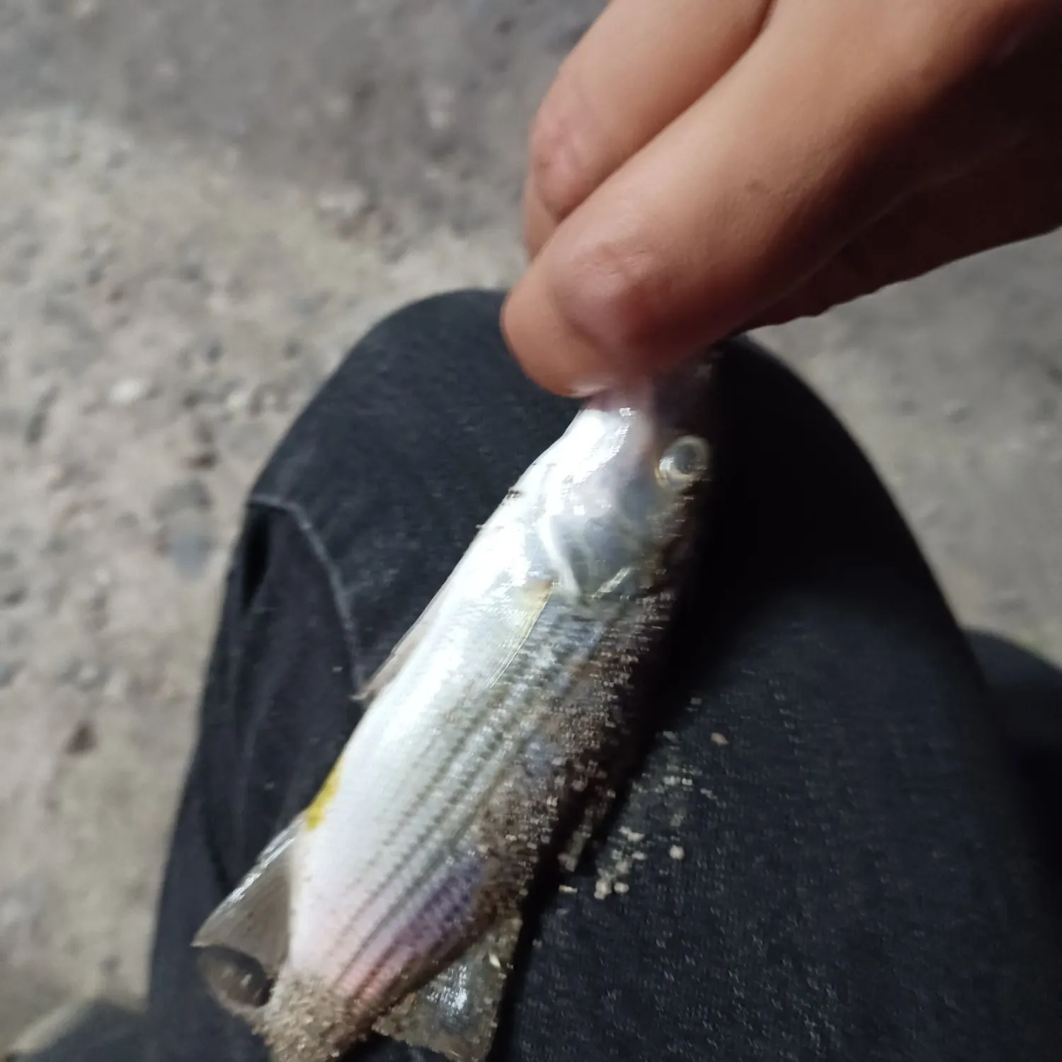 Striped bass caught on Fishbrain