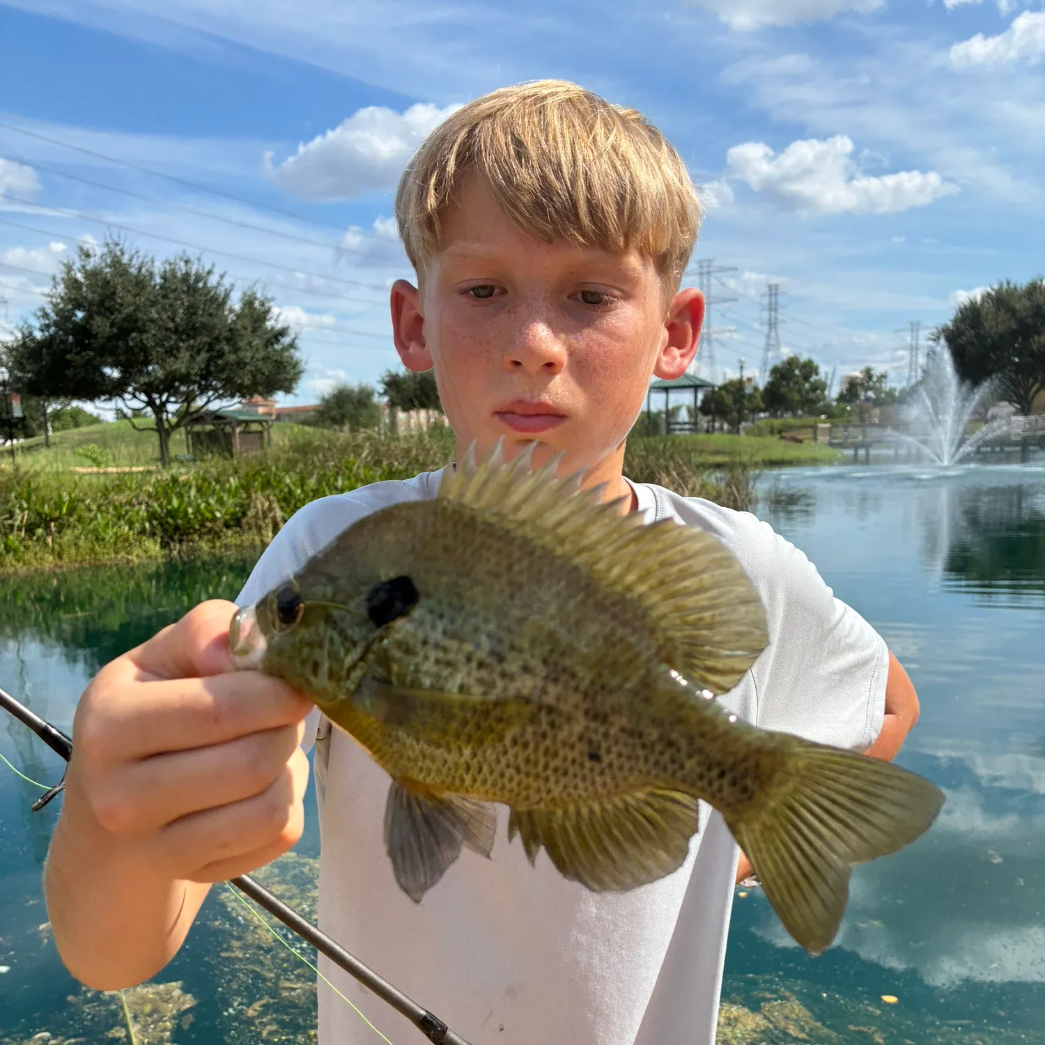 Redear sunfish caught on Fishbrain