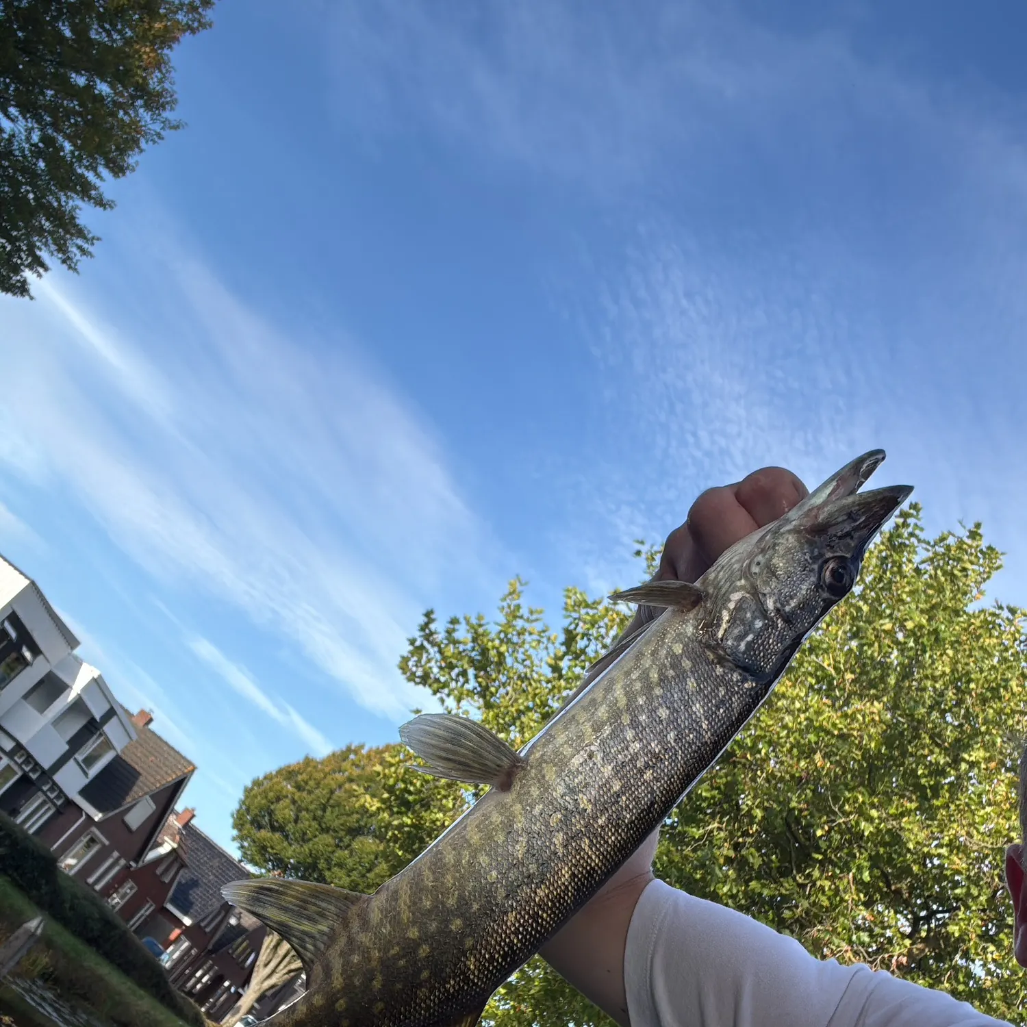 Northern pike caught on Fishbrain