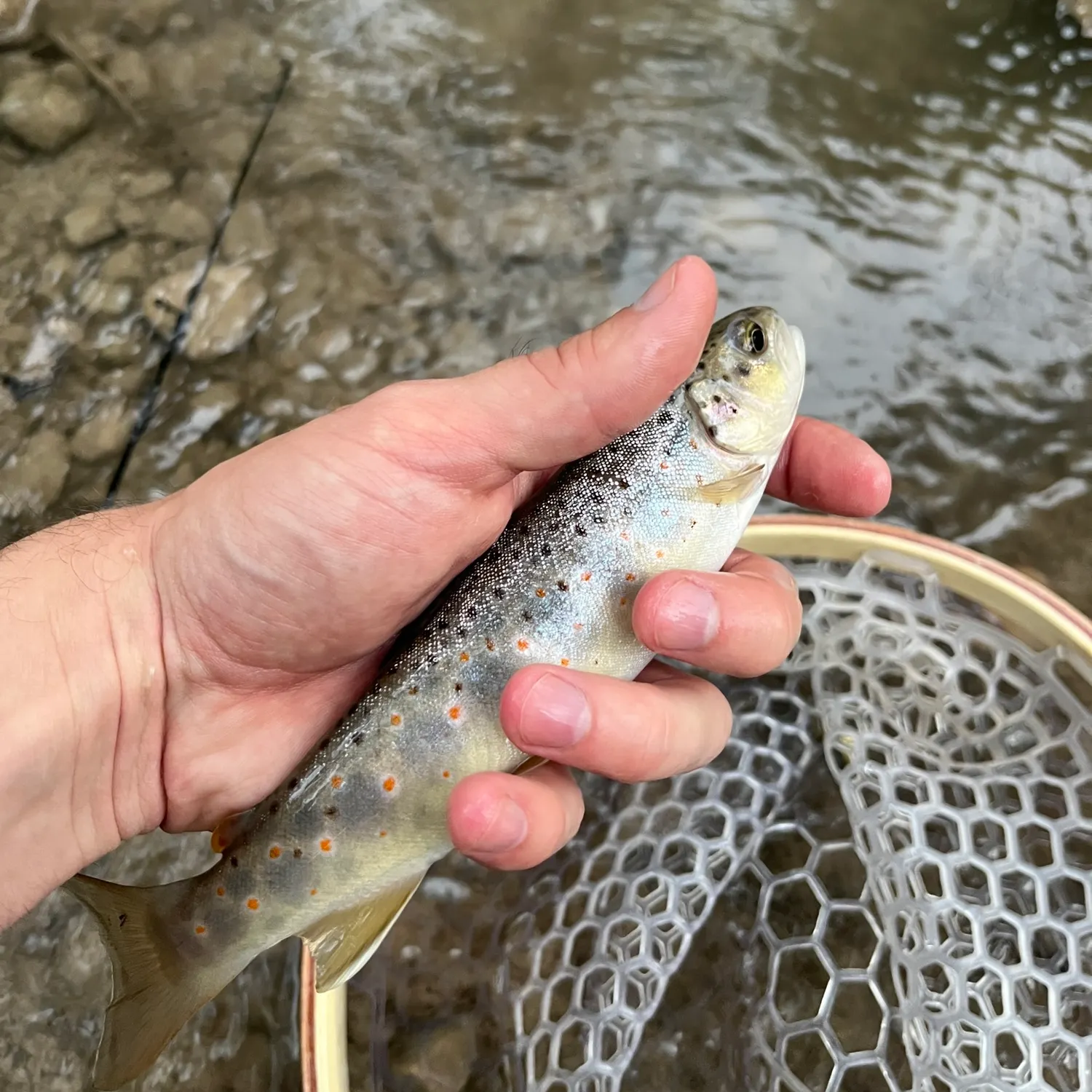 Brown trout caught on Fishbrain
