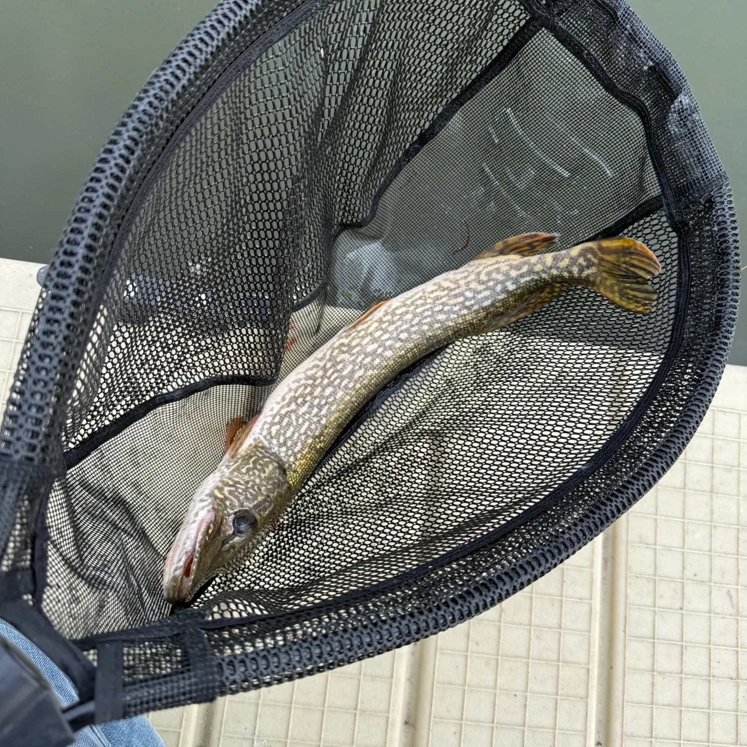 Northern pike caught on Fishbrain