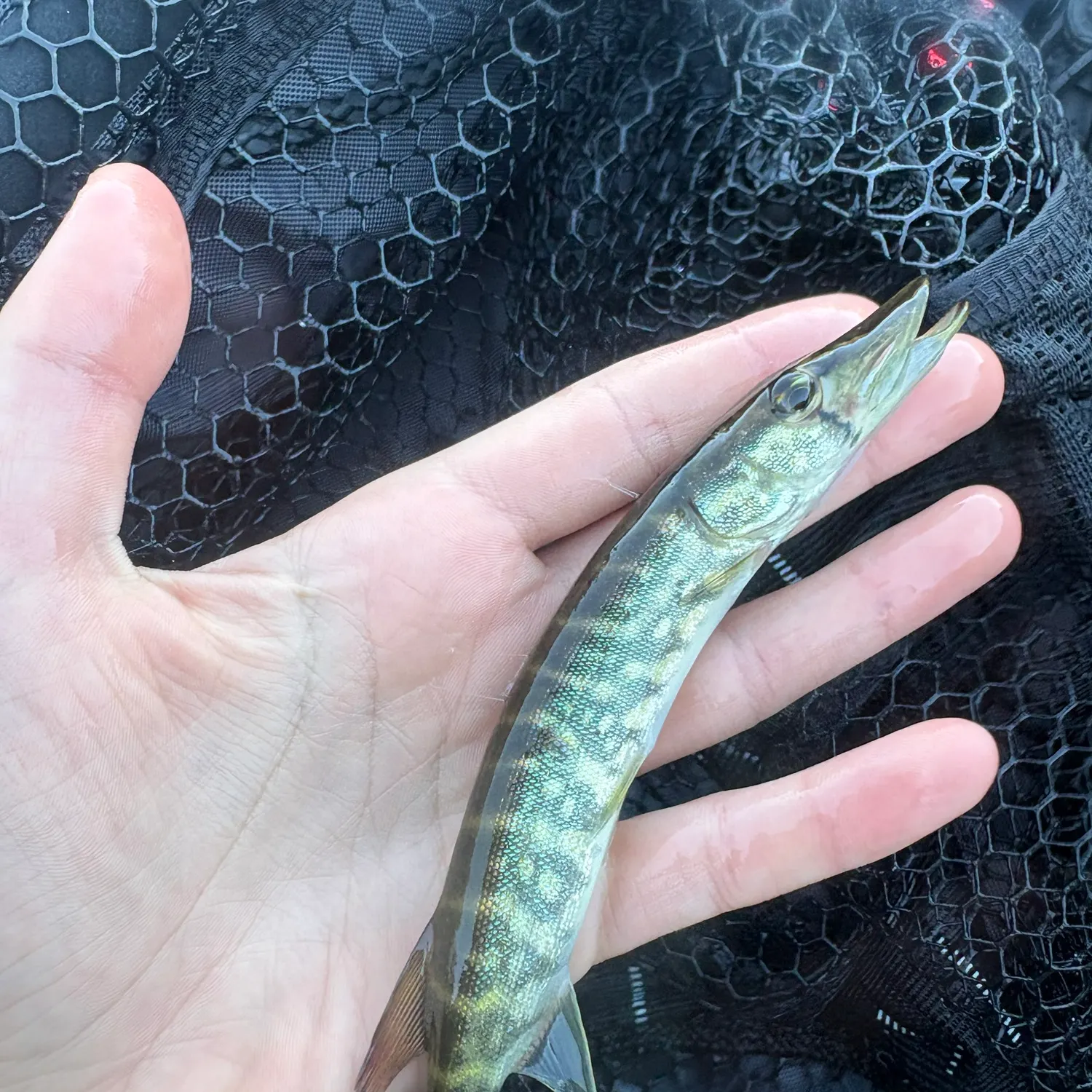Chain pickerel caught on Fishbrain