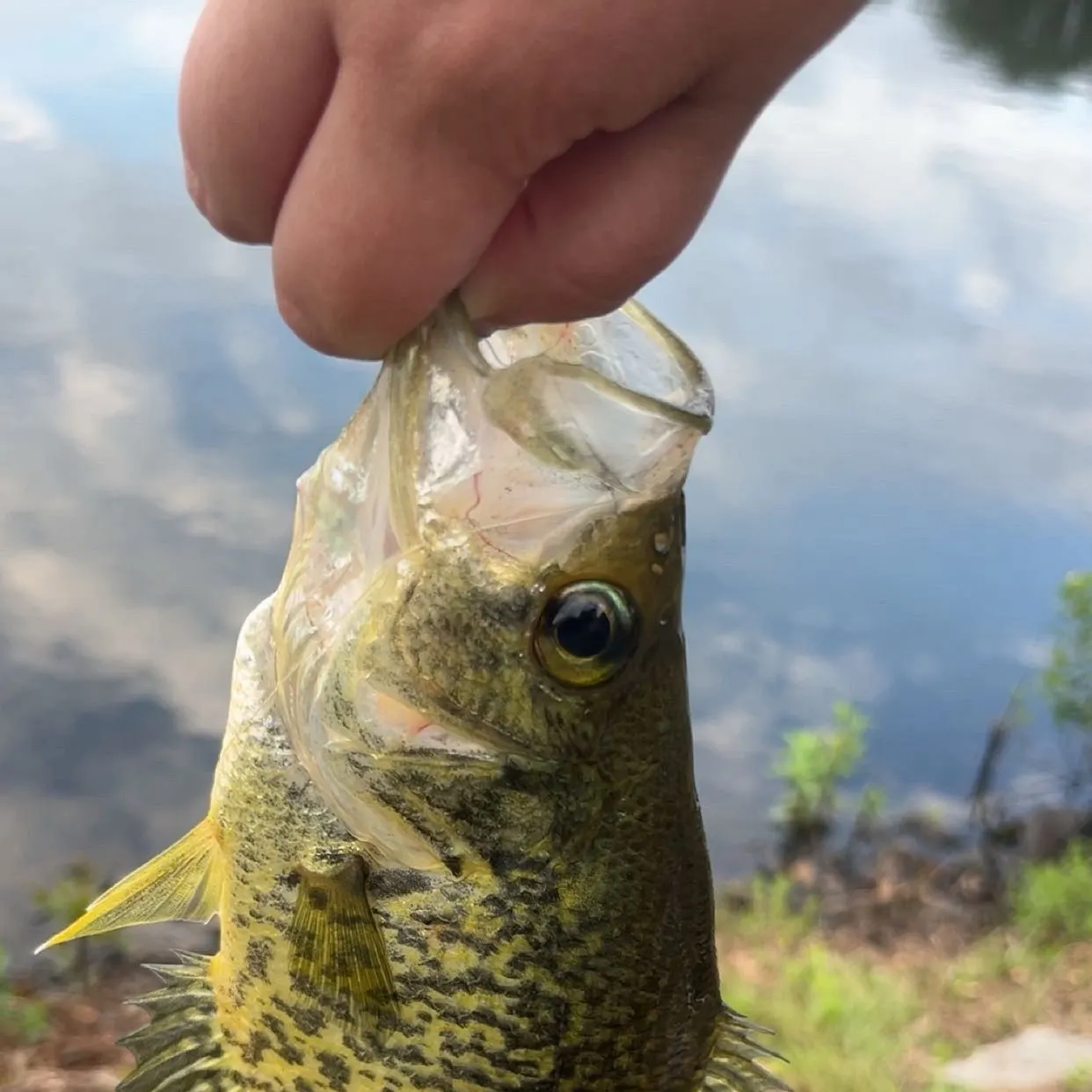 The most recent Black crappie catches on Fishbrain