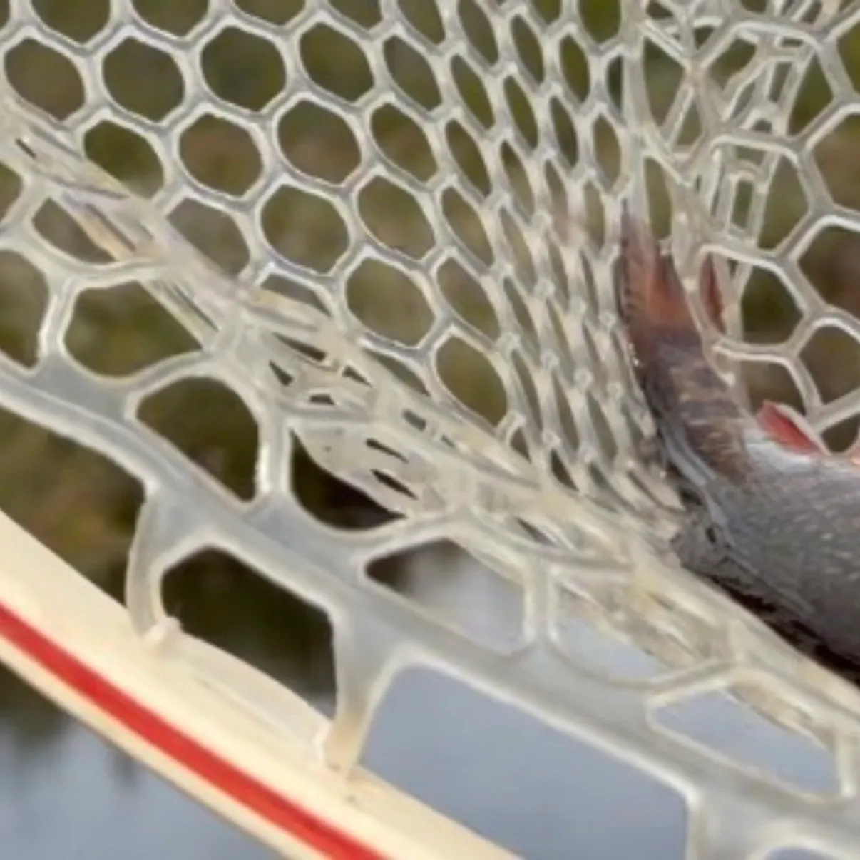 Brook trout caught on Fishbrain