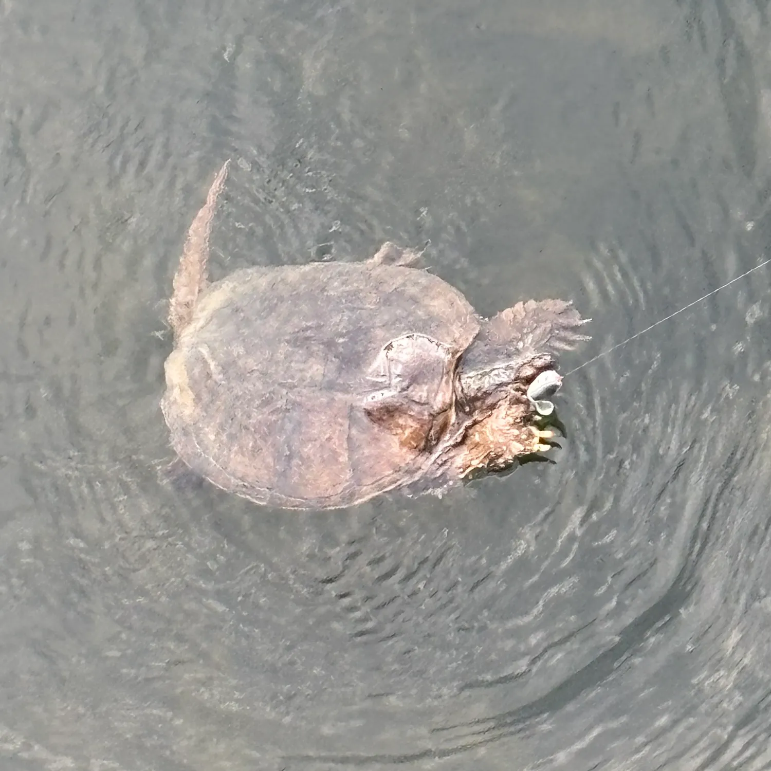 Common snapping turtle caught on Fishbrain