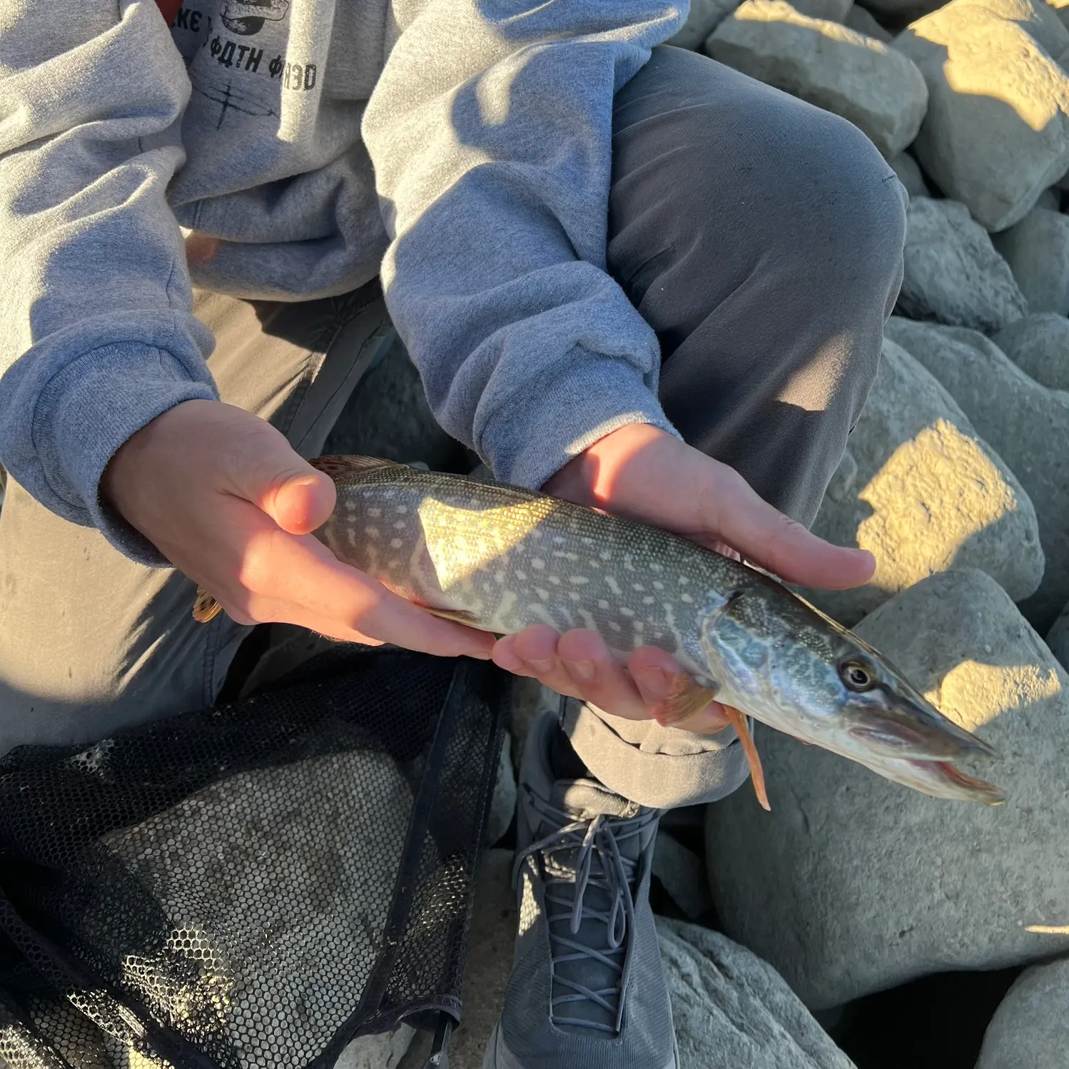 Northern pike caught on Fishbrain