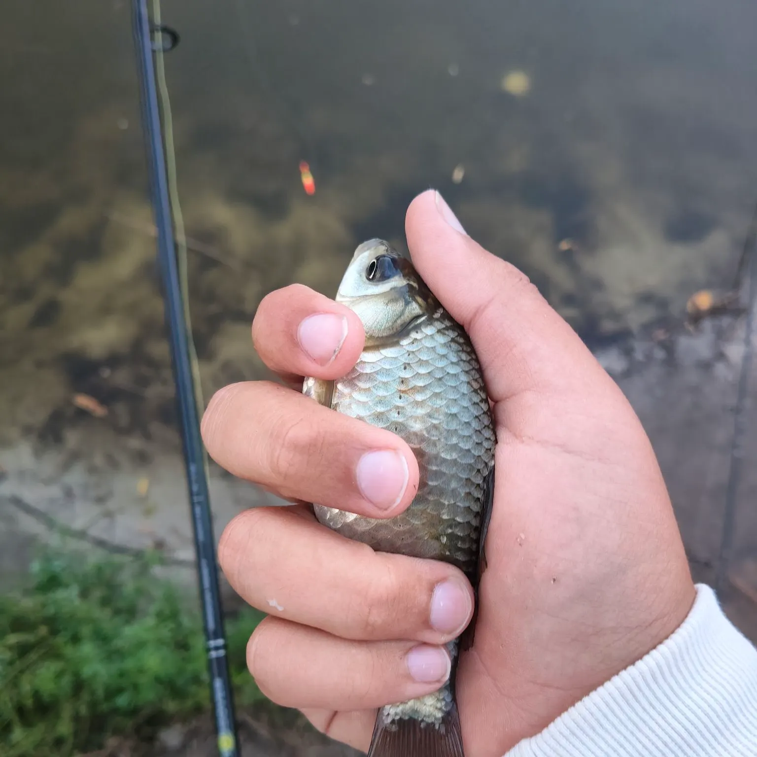 Prussian carp caught on Fishbrain