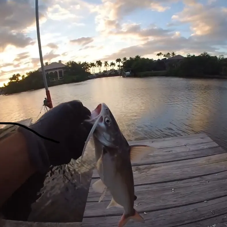 The most recent Gafftopsail sea catfish catches on Fishbrain