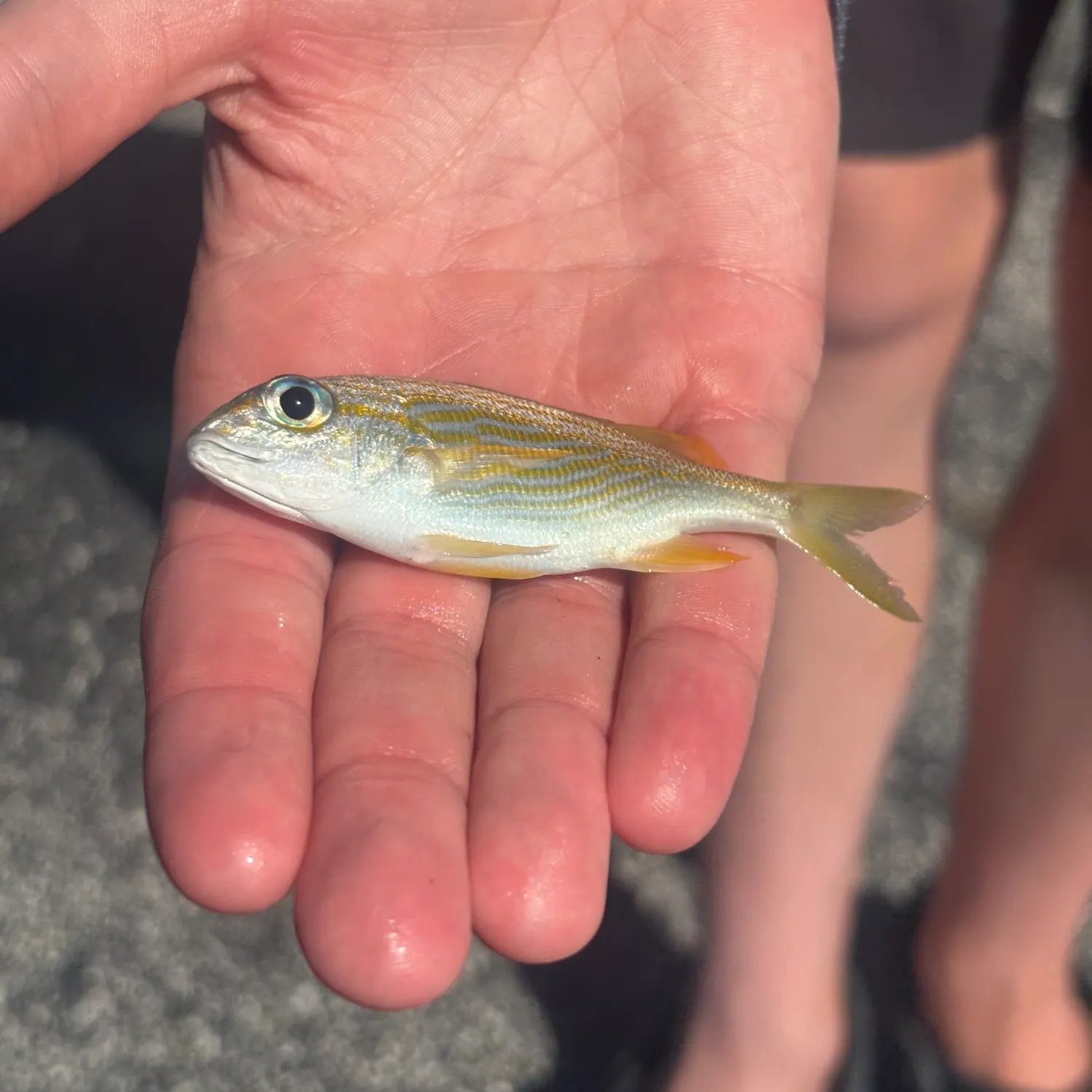 The most recent French grunt catches on Fishbrain