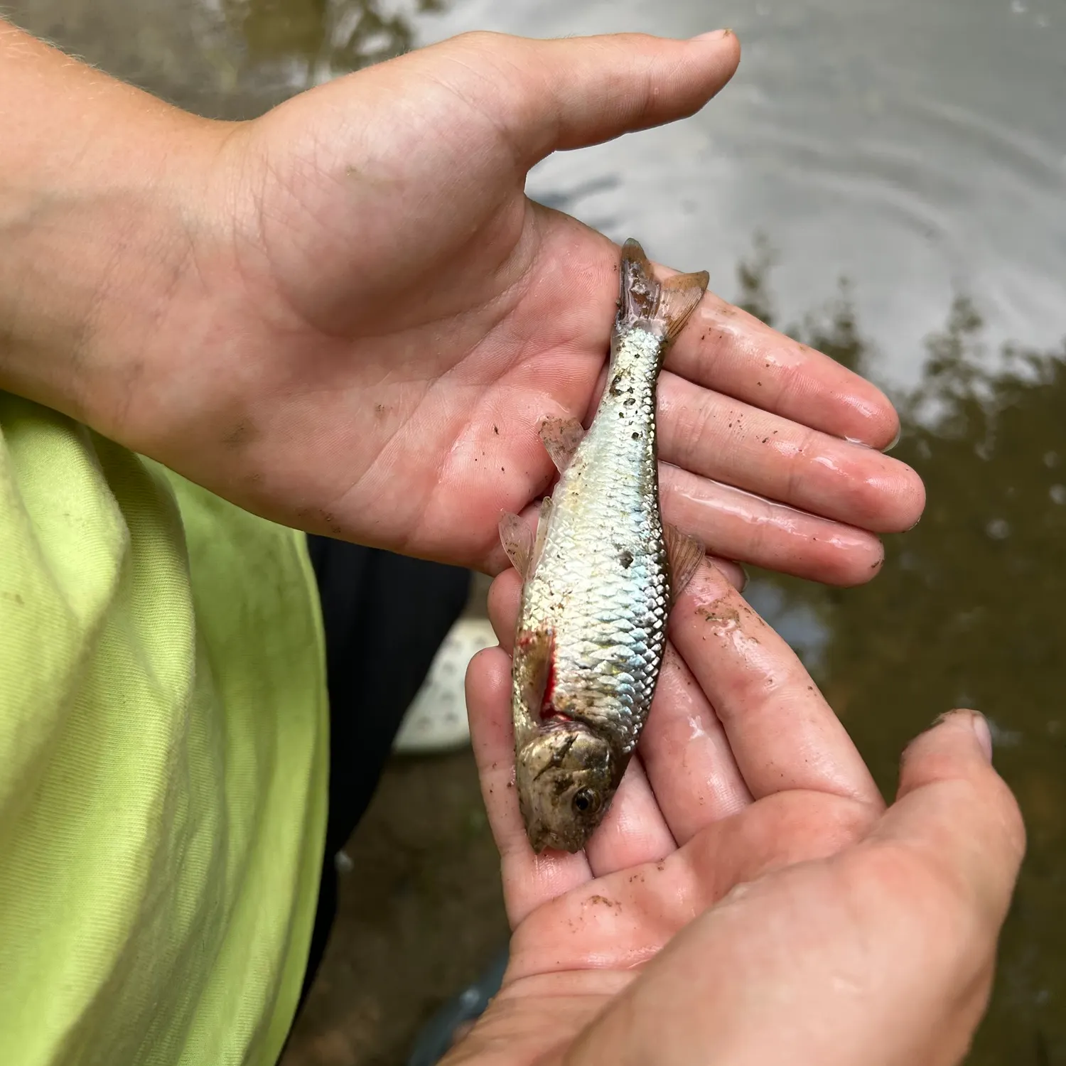 The most recent Common shiner catches on Fishbrain