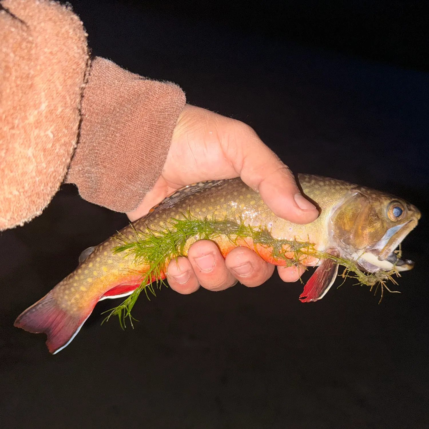 Brook trout caught on Fishbrain