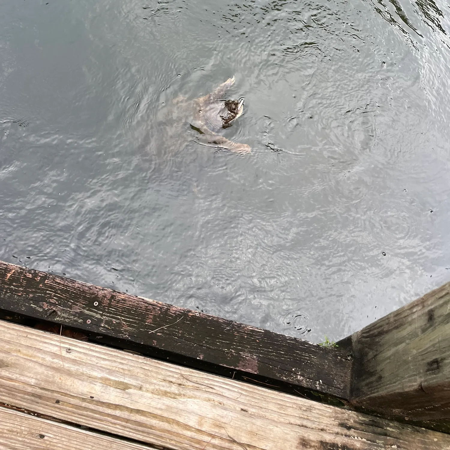 Alligator snapping turtle caught on Fishbrain