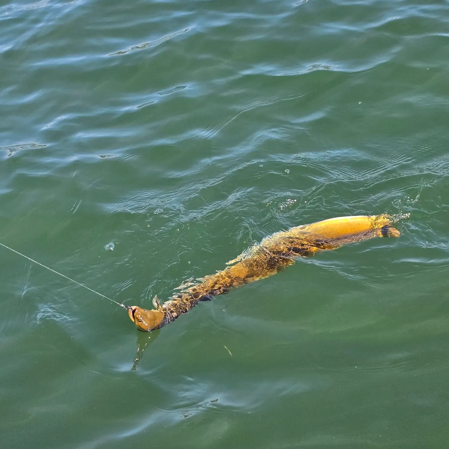 American eel caught on Fishbrain