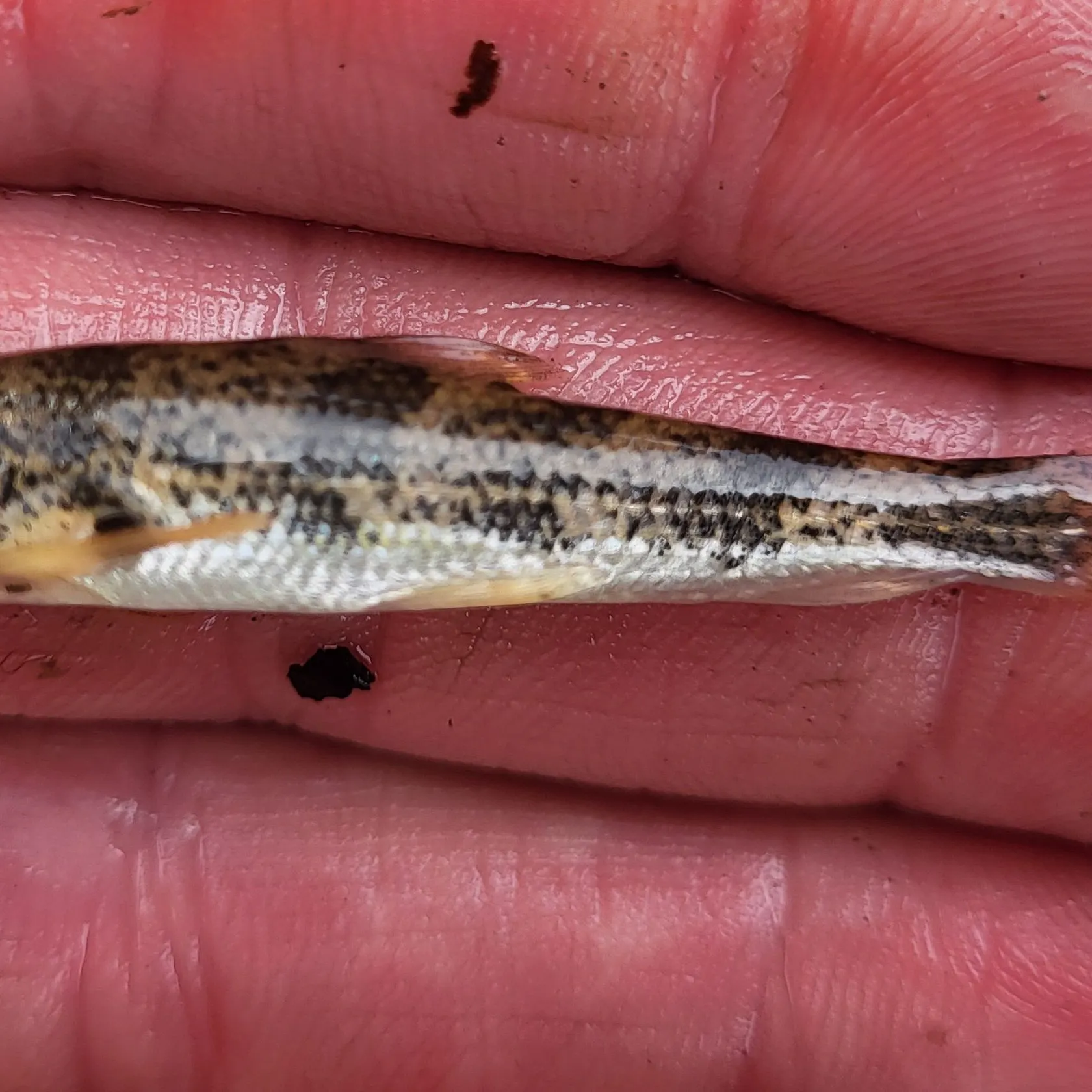 The most recent Central stoneroller catches on Fishbrain