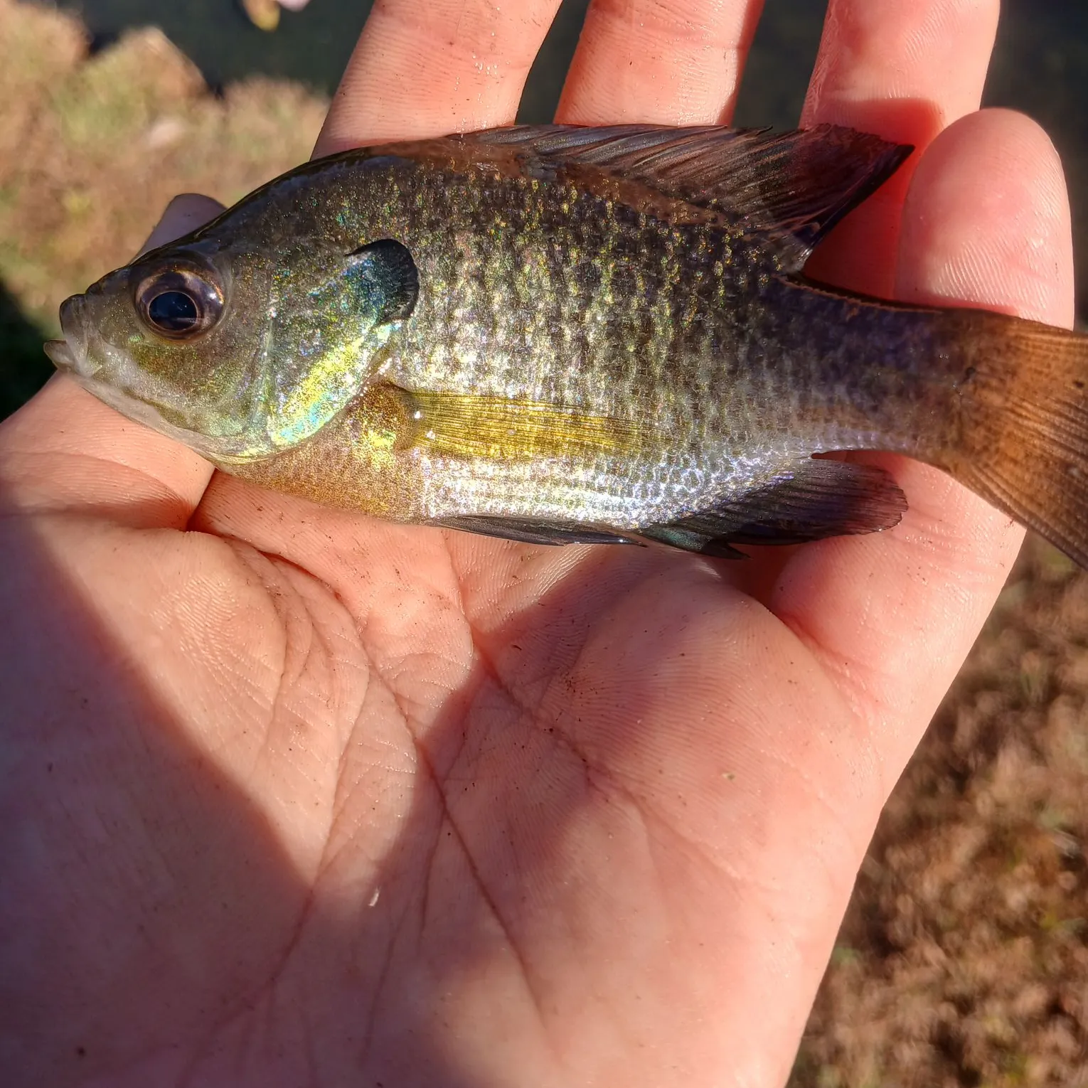 Bluegill caught on Fishbrain