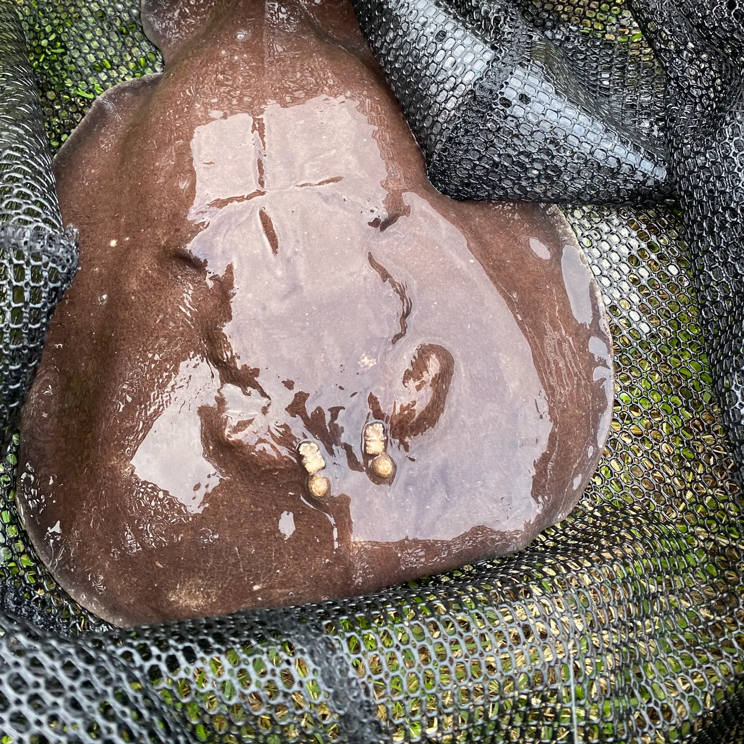 The most recent Coffin ray catches on Fishbrain
