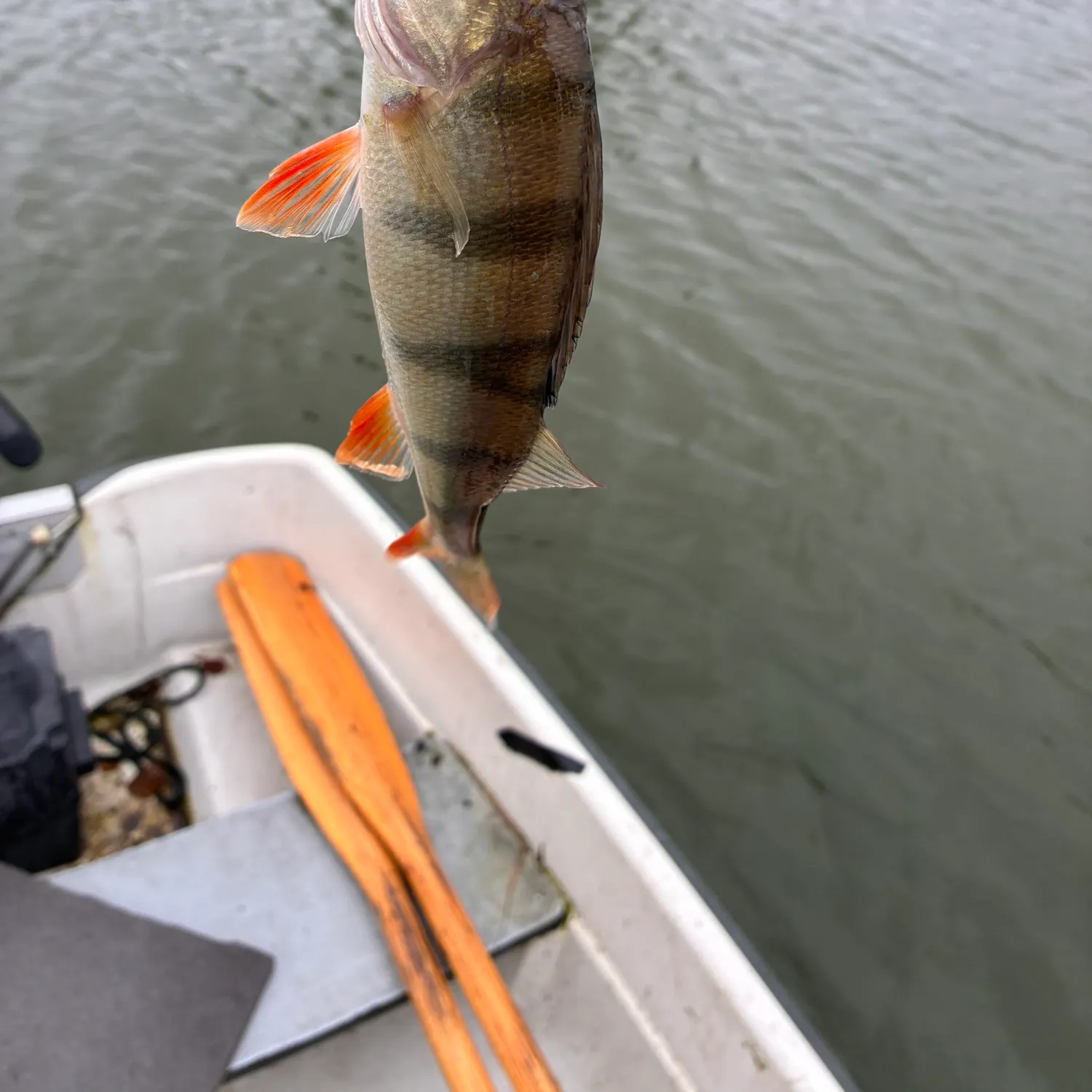 European perch caught on Fishbrain