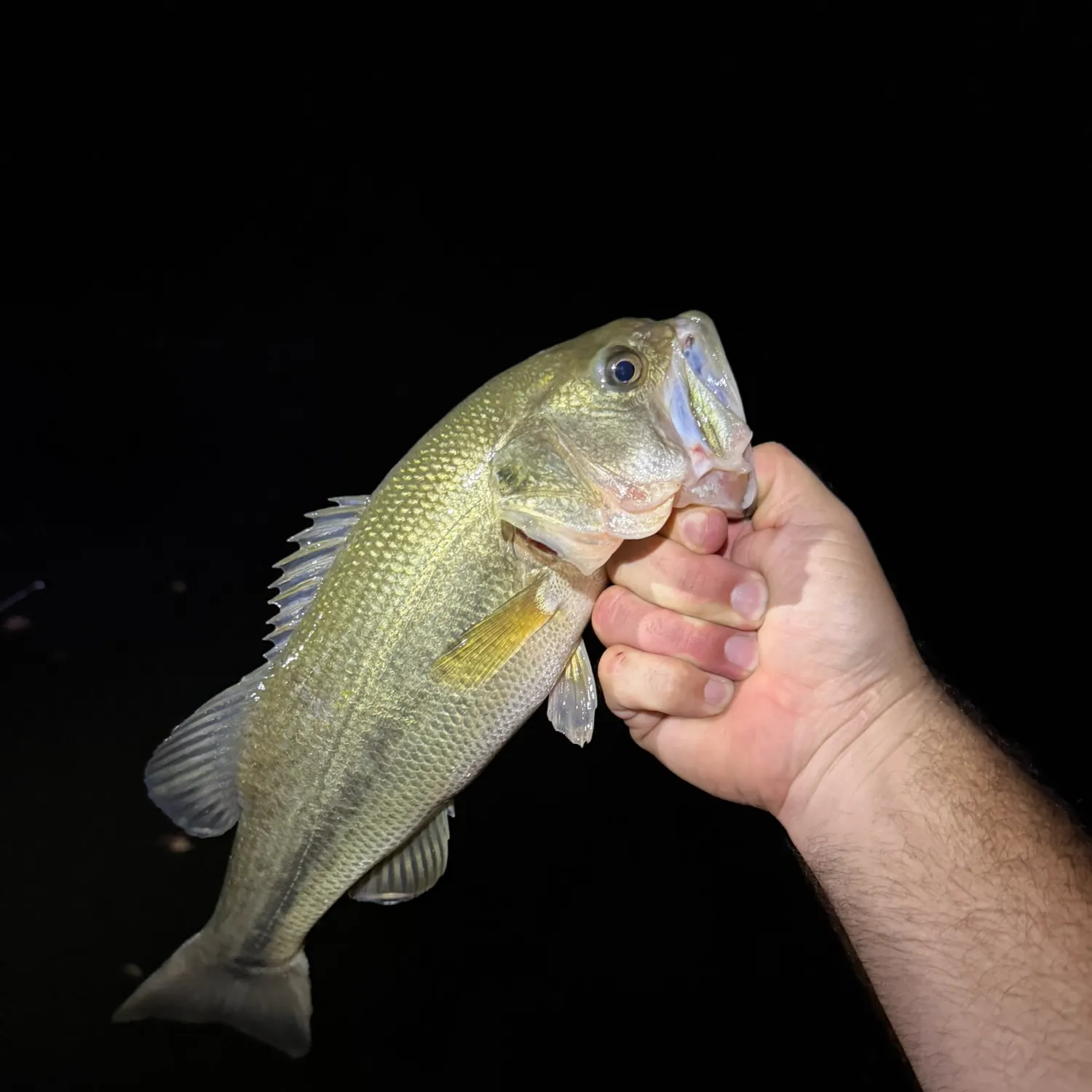 Spotted bass caught on Fishbrain