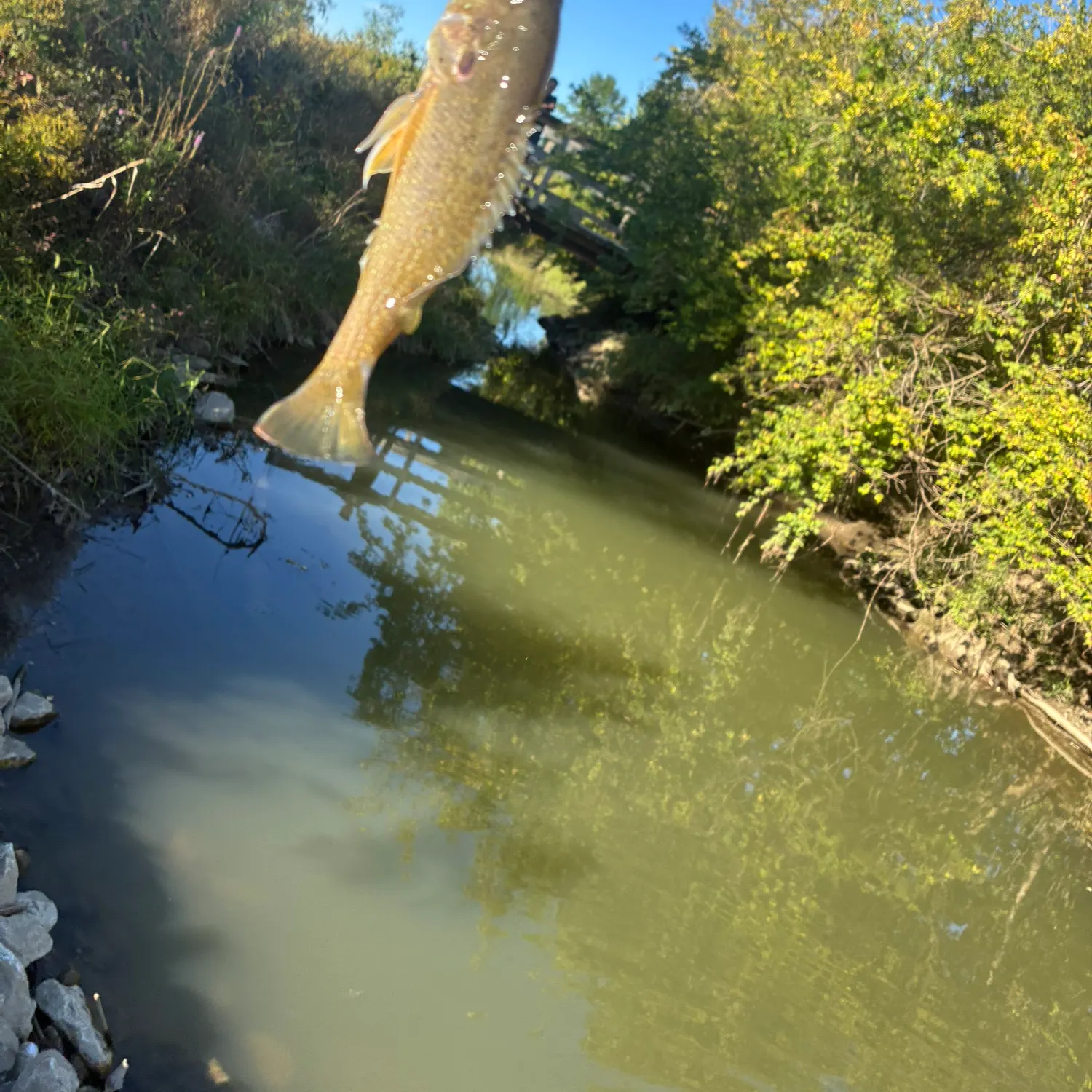 Green sunfish caught on Fishbrain