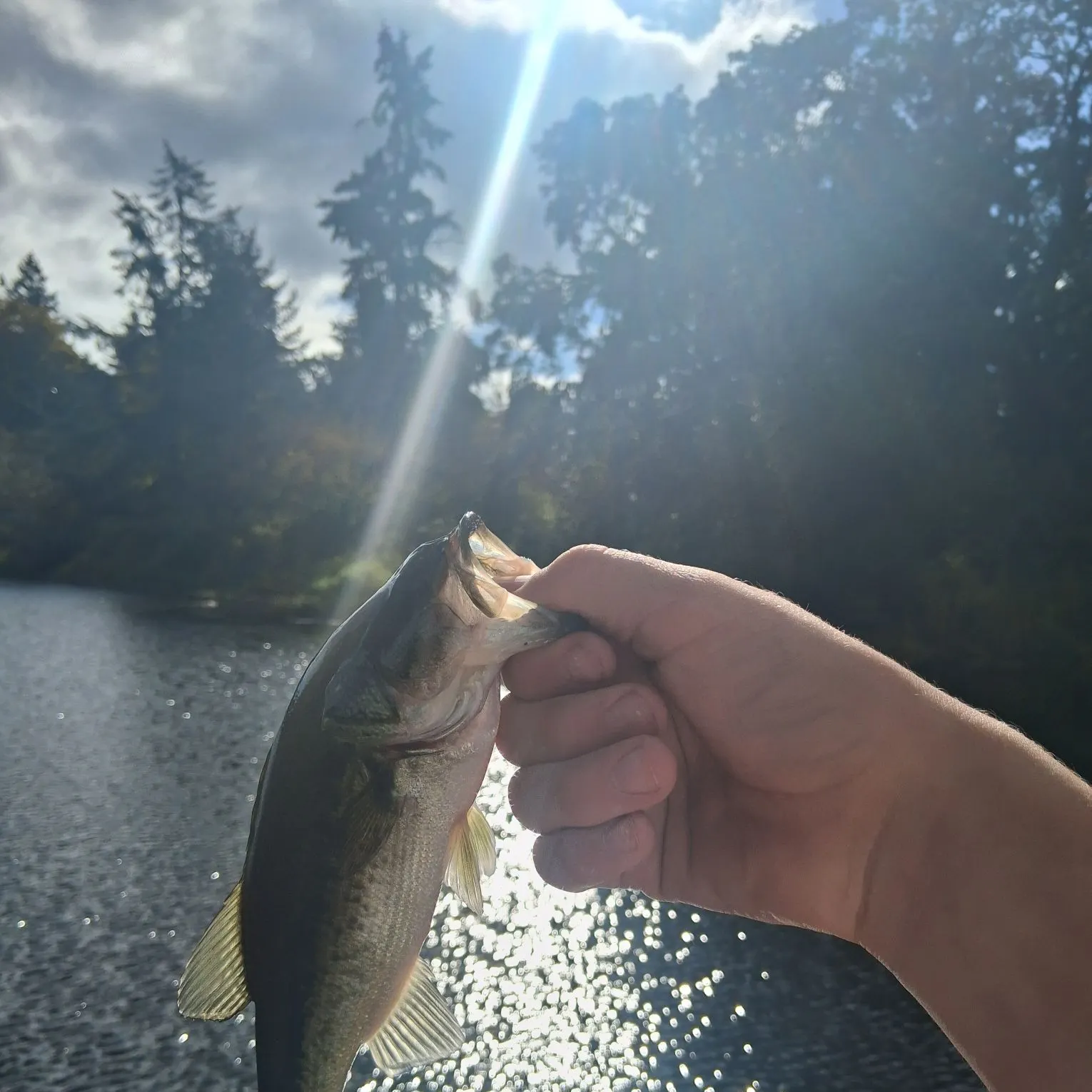 Largemouth bass caught on Fishbrain
