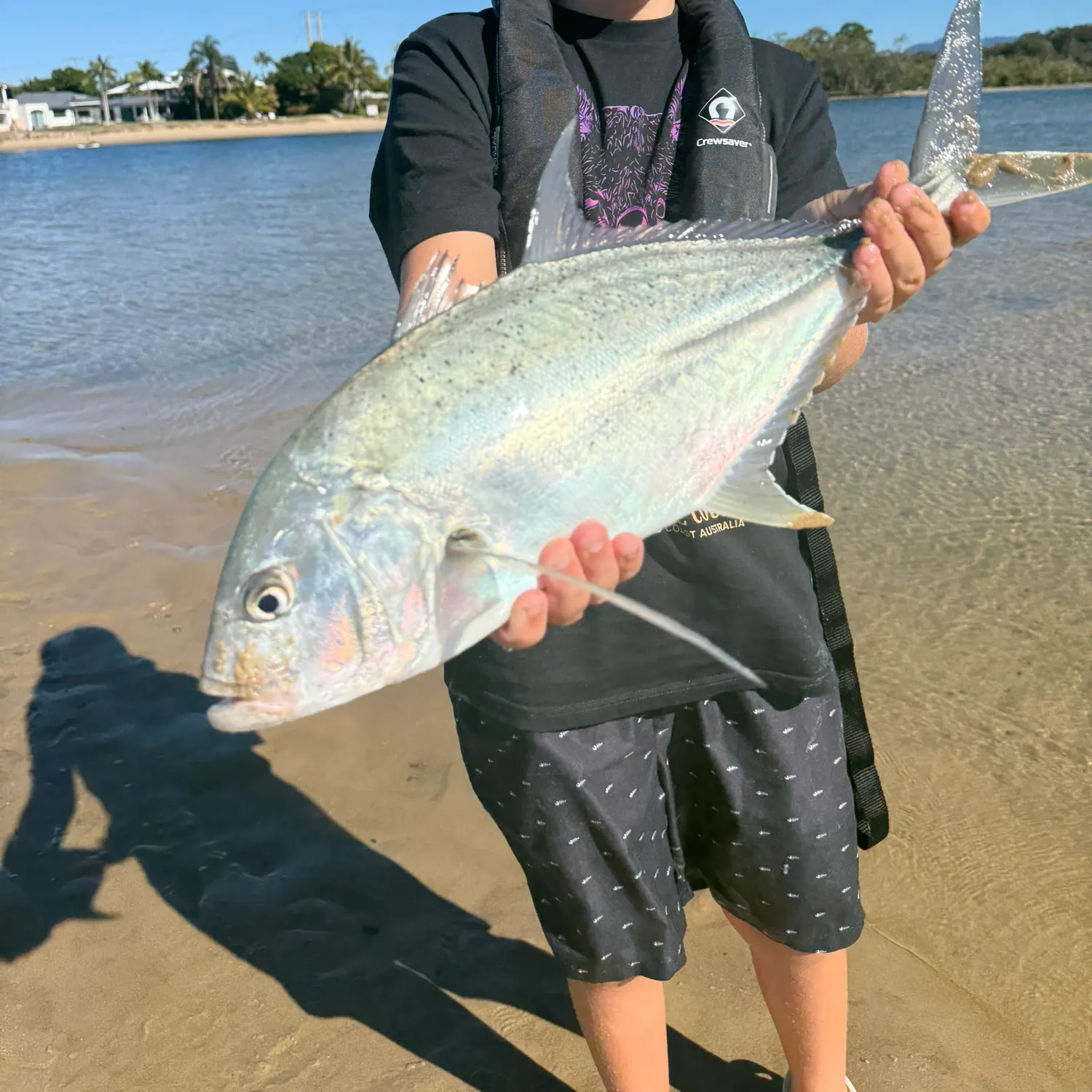 The most recent Brassy trevally catches on Fishbrain