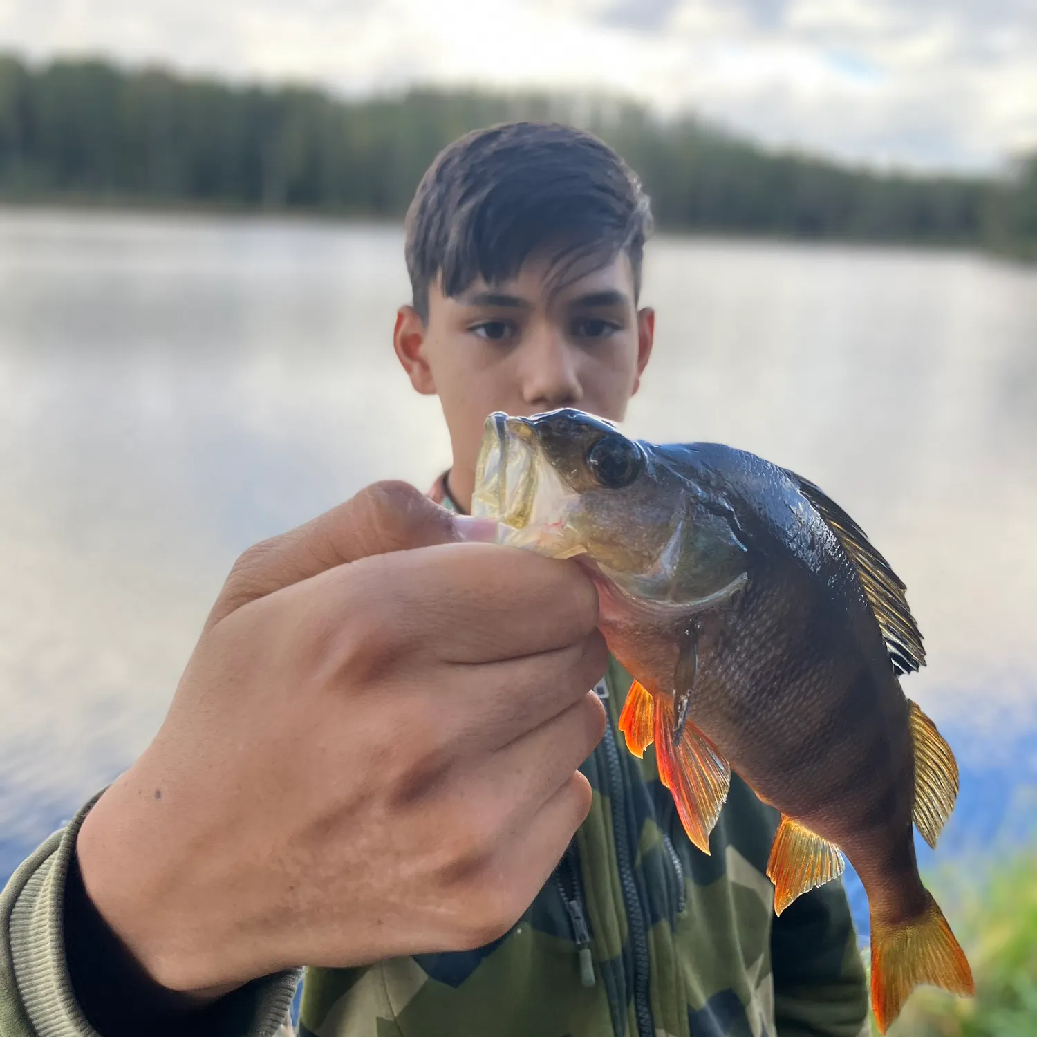European perch caught on Fishbrain