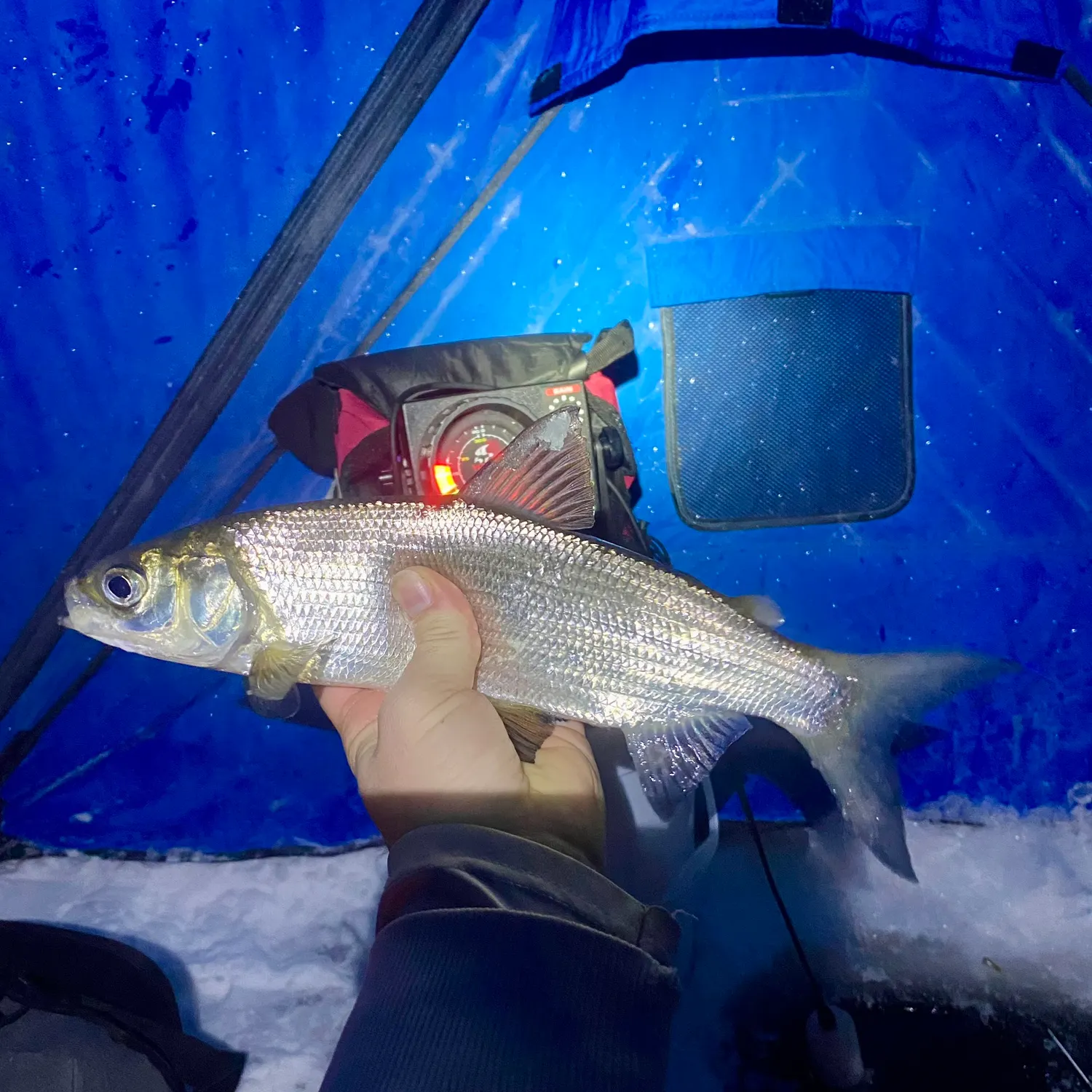 The most recent Northern cisco catches on Fishbrain