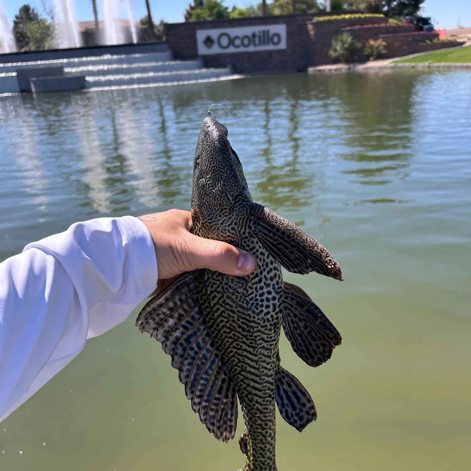 The most recent Amazon sailfin catfish catches on Fishbrain