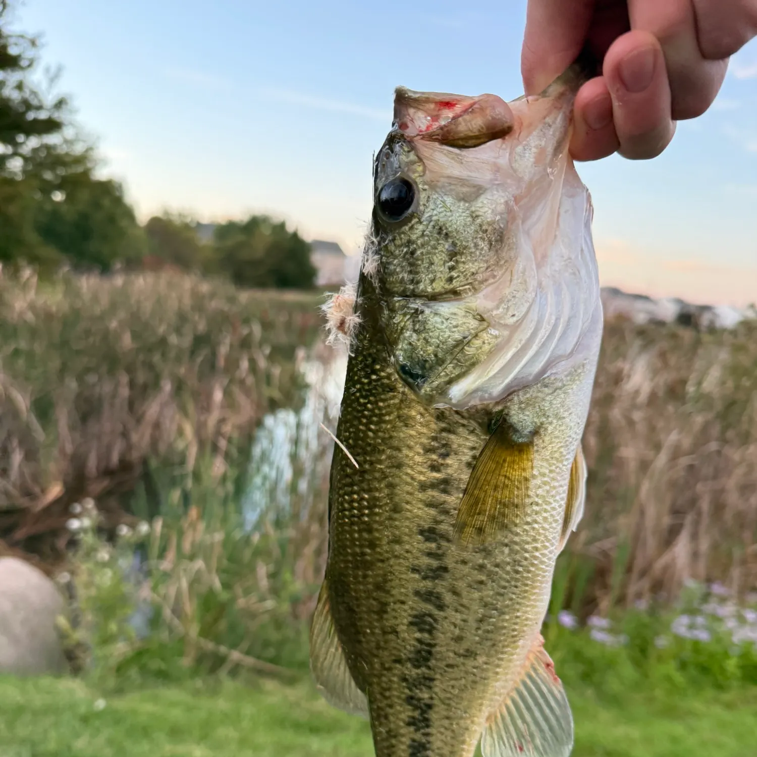 Largemouth bass caught on Fishbrain