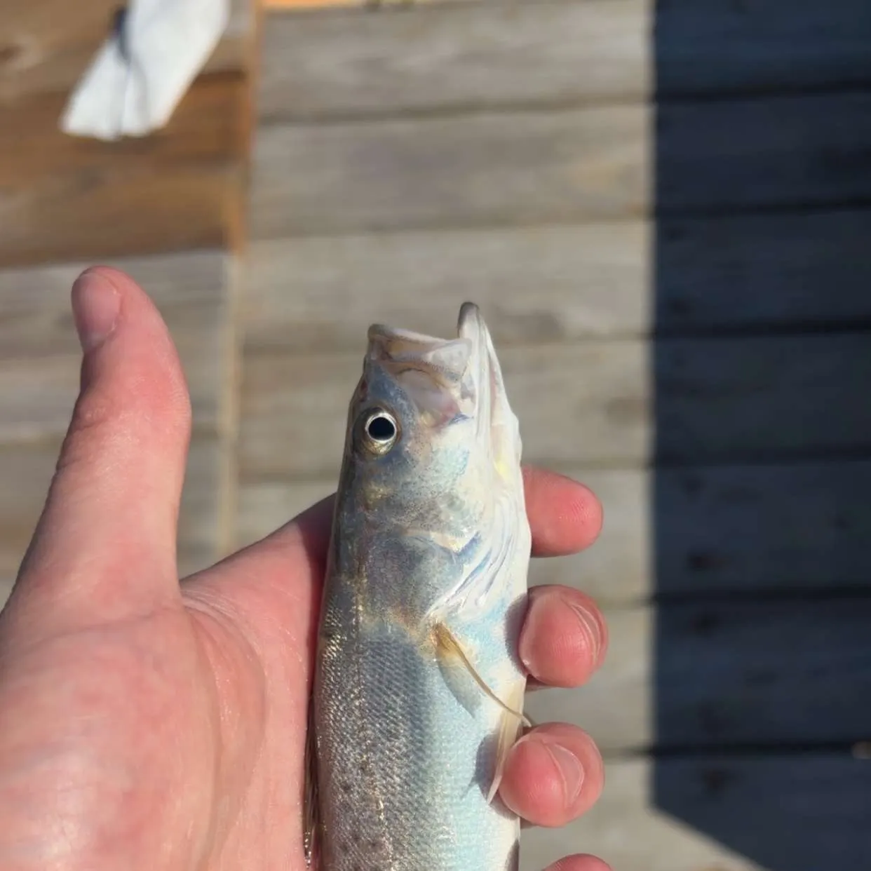 The most recent Spotted seatrout catches on Fishbrain