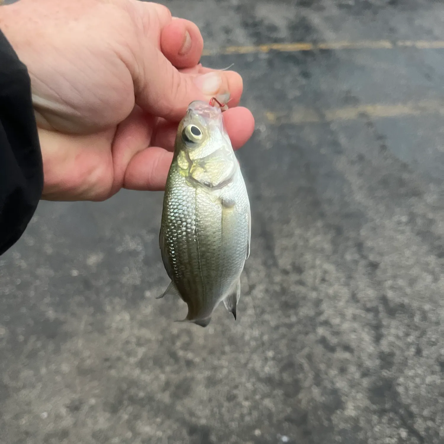 White perch caught on Fishbrain