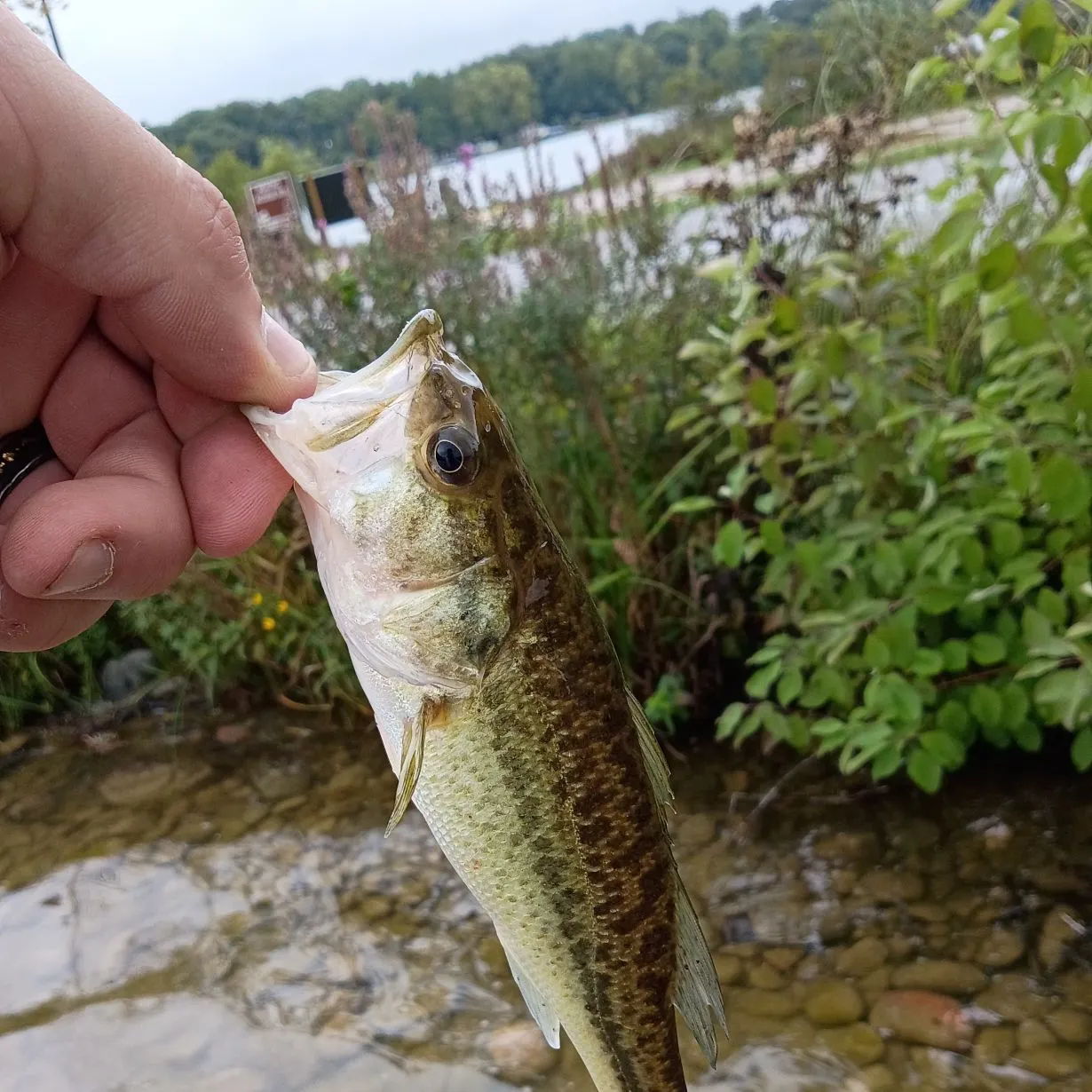 Spotted bass caught on Fishbrain