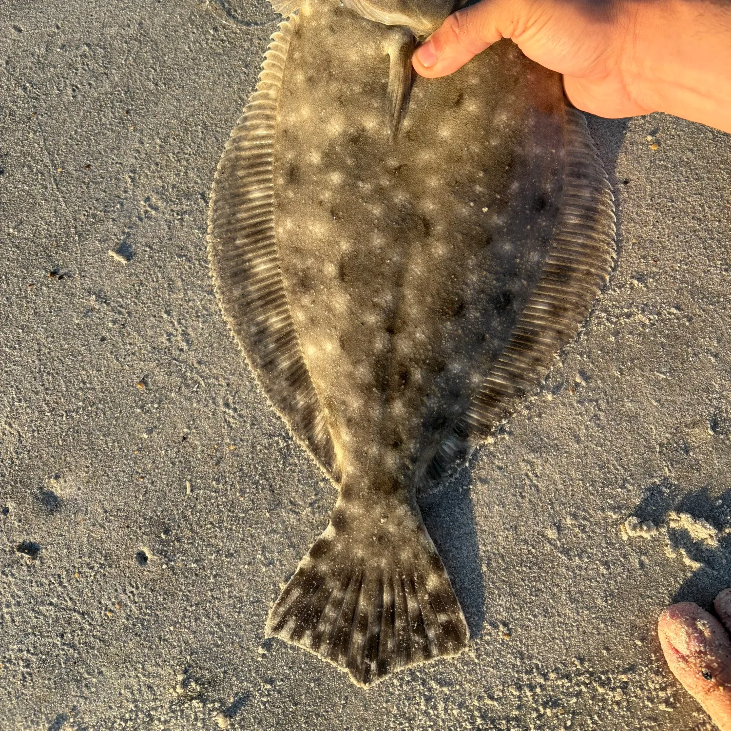 Summer flounder caught on Fishbrain