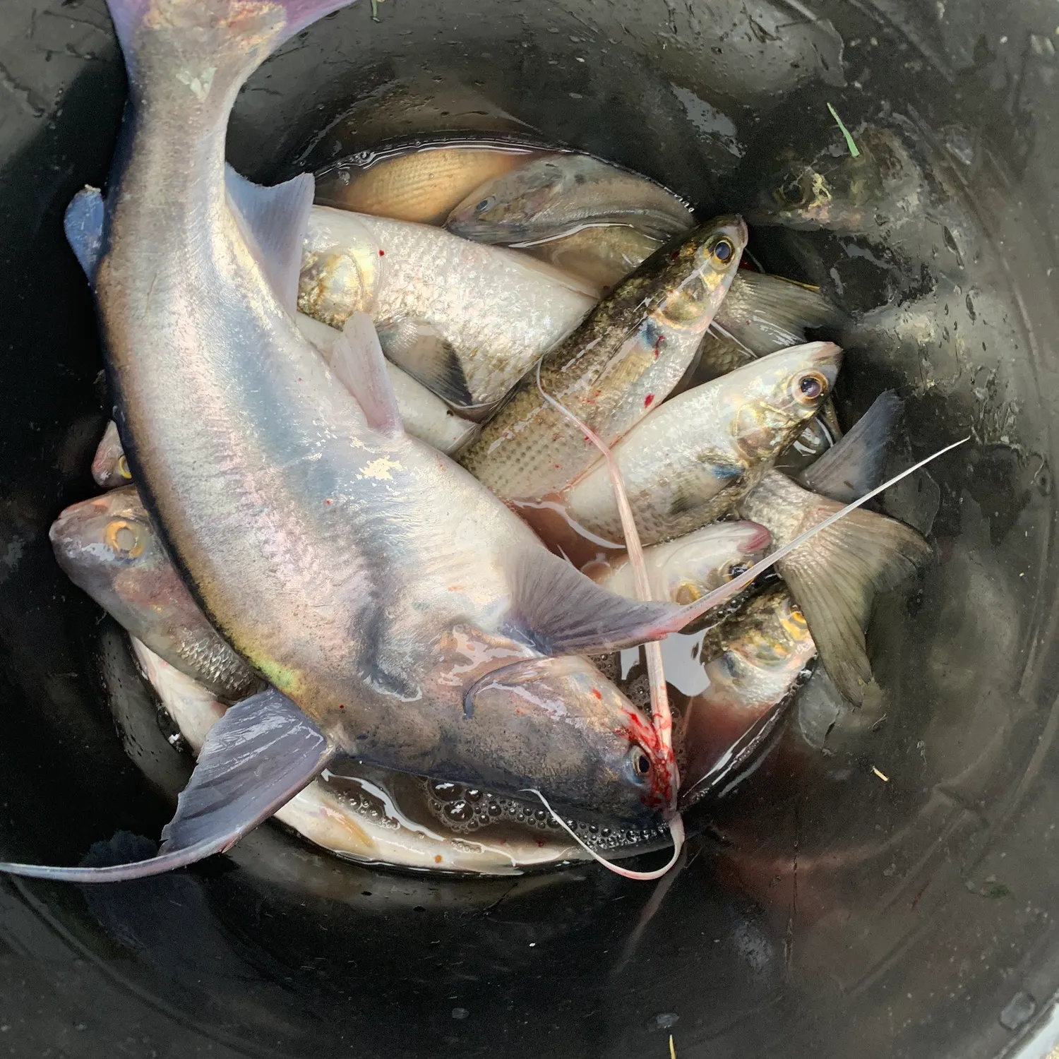 The most recent Striped mullet catches on Fishbrain