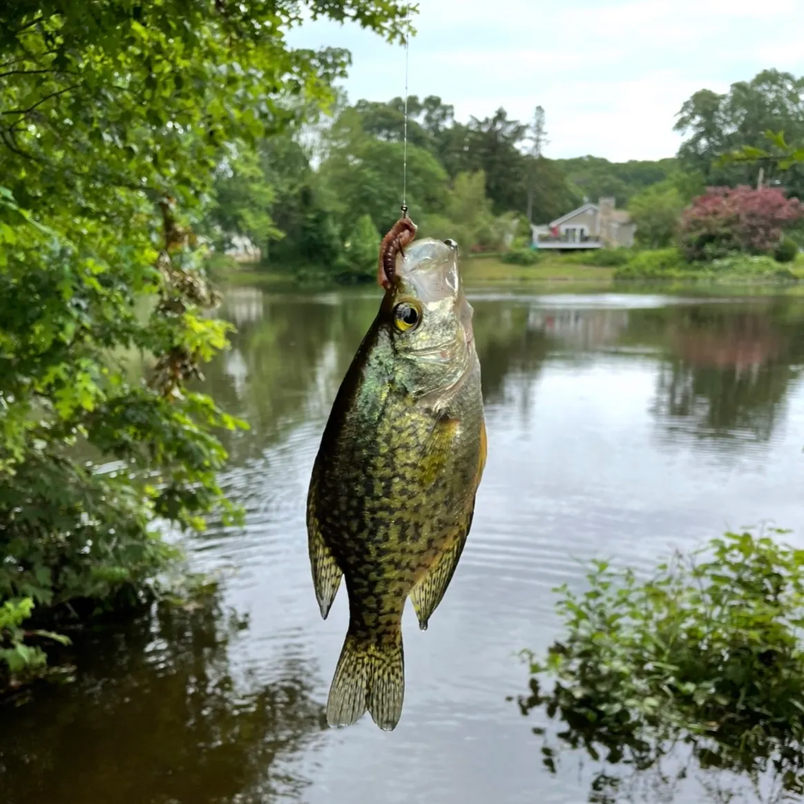 Black crappie caught on Fishbrain