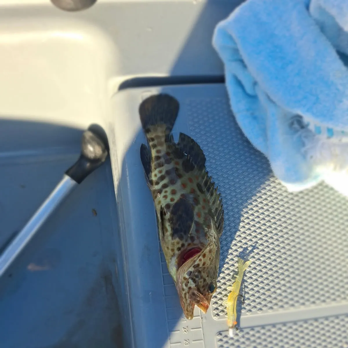 Orange-spotted grouper caught on Fishbrain