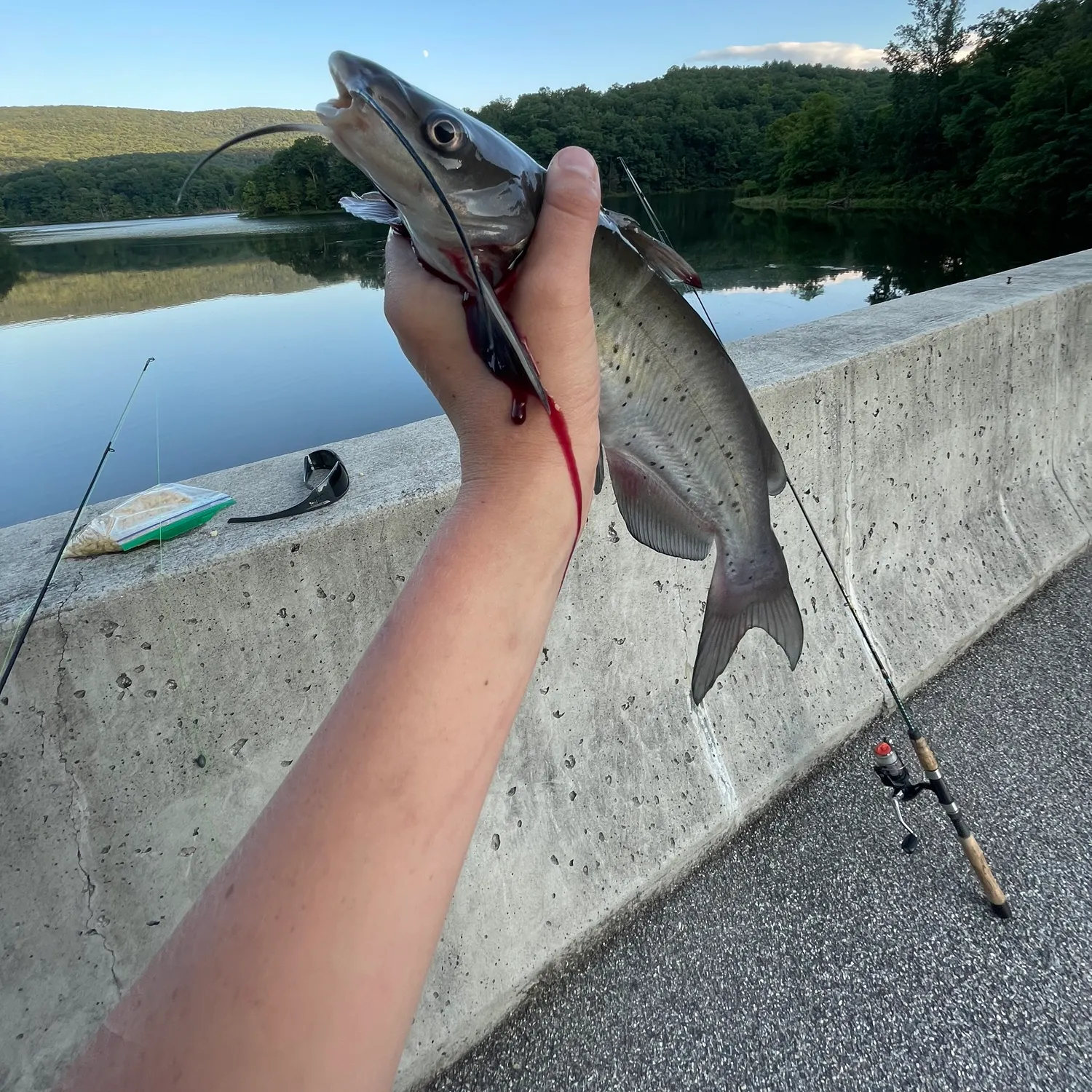 Channel catfish caught on Fishbrain