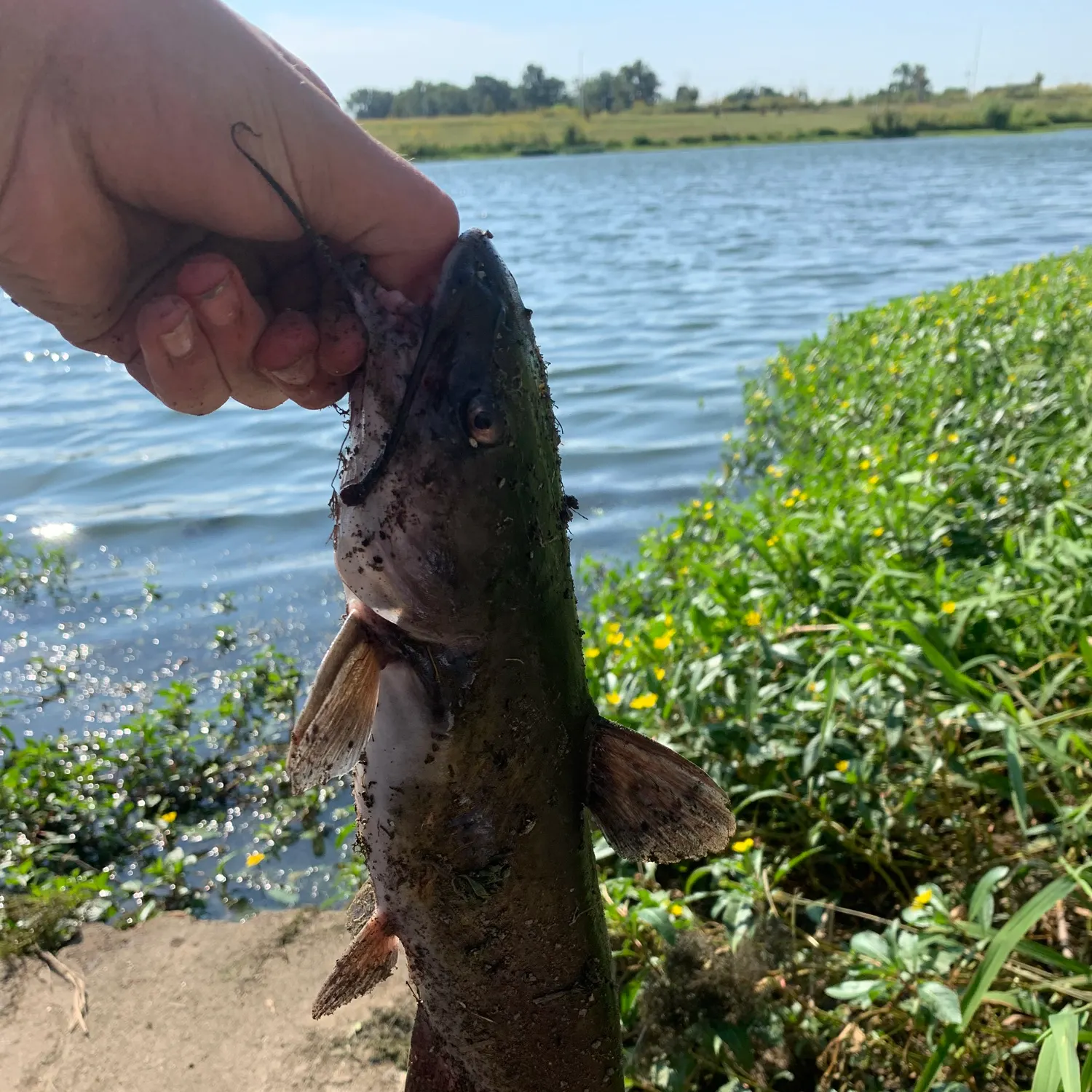 Channel catfish caught on Fishbrain