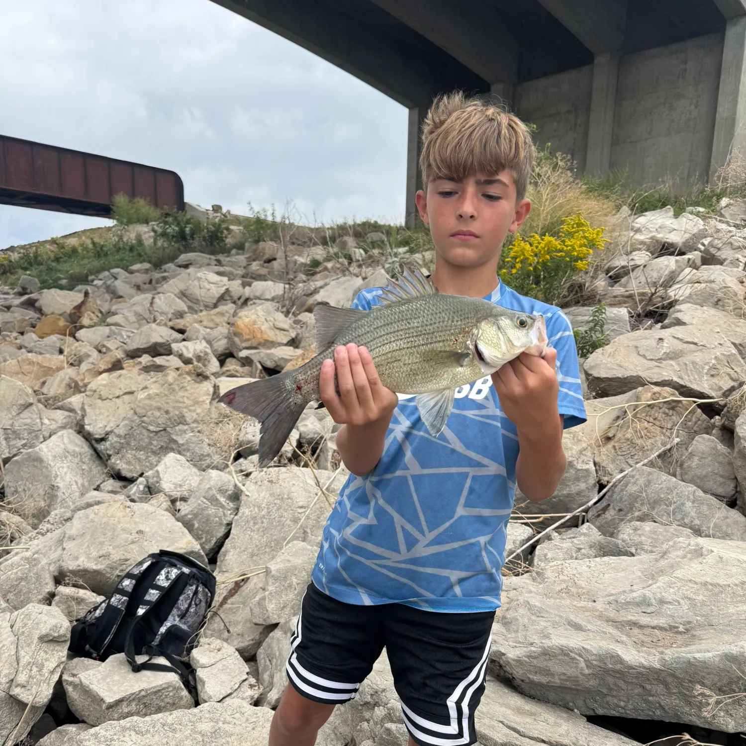 Striped bass caught on Fishbrain