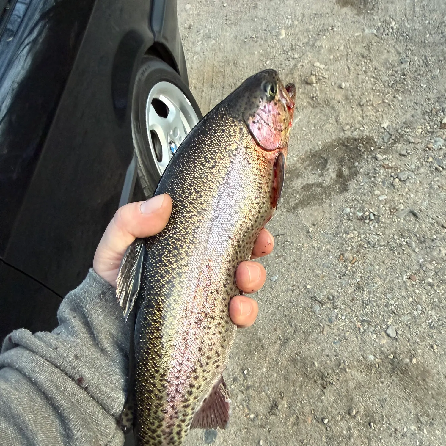 The most recent Rainbow trout catches on Fishbrain