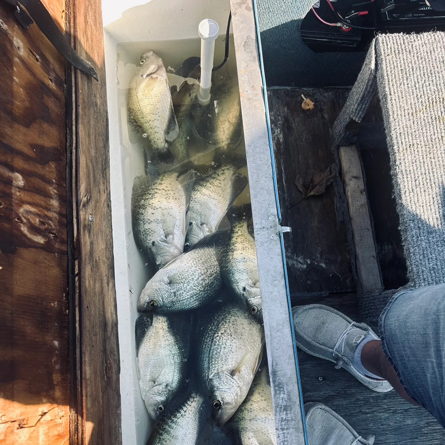 Black crappie caught on Fishbrain